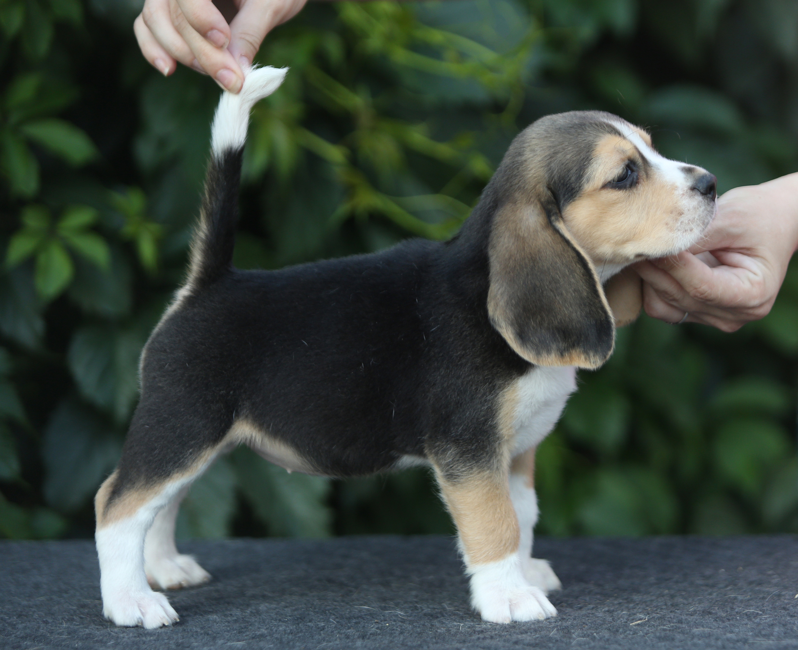 Саша і Ден. Розплідник біглей в Україні