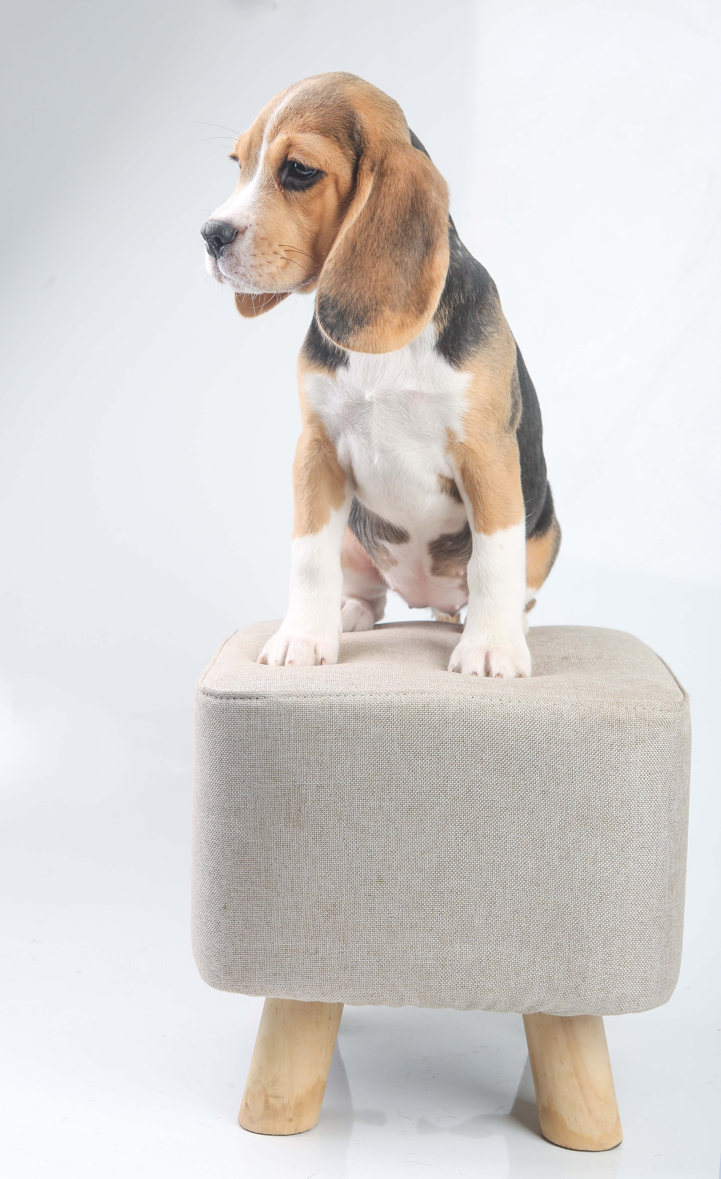 Єрик+Перік. Розплідник біглей в Україні