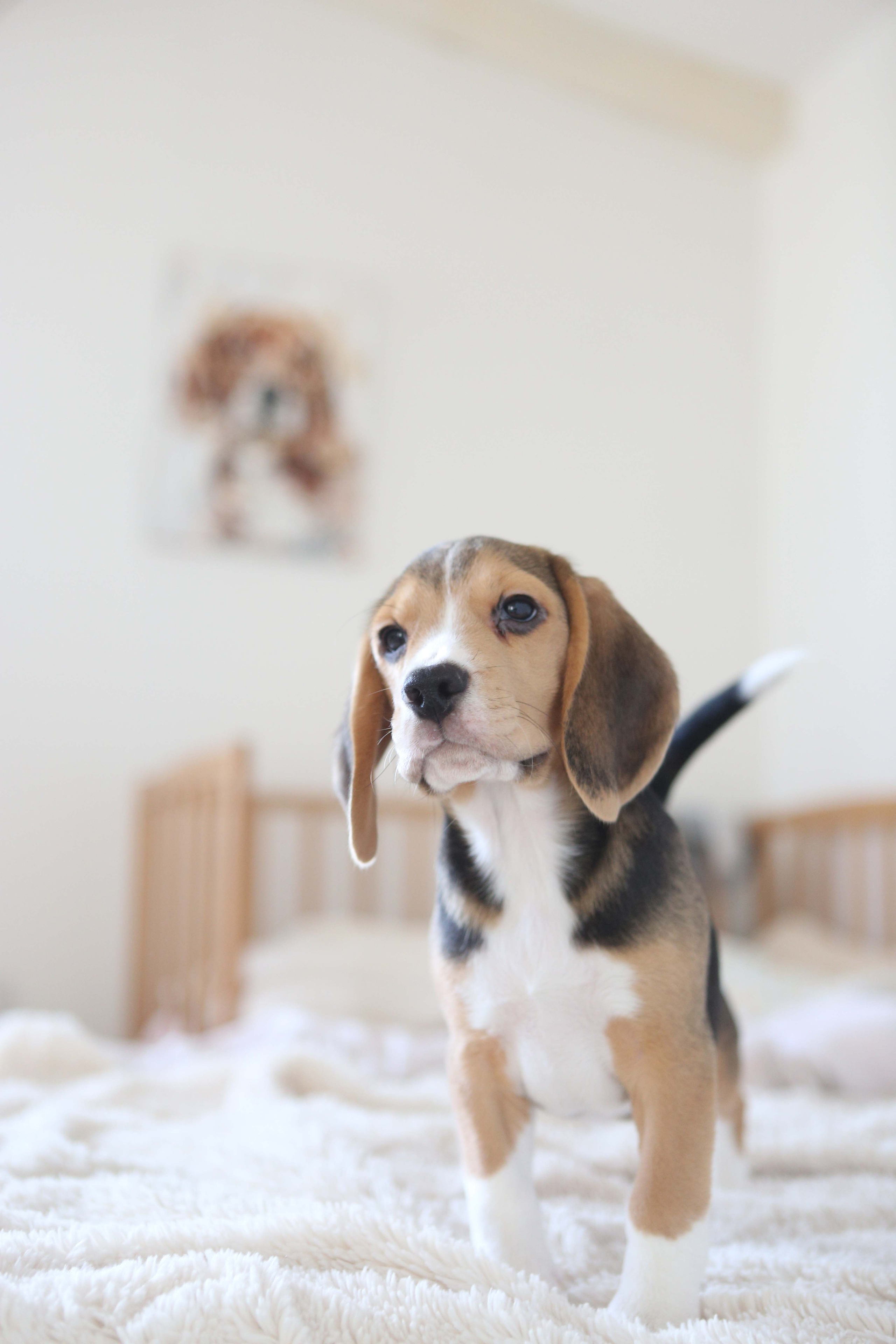 Єрик+Перік. Розплідник біглей в Україні