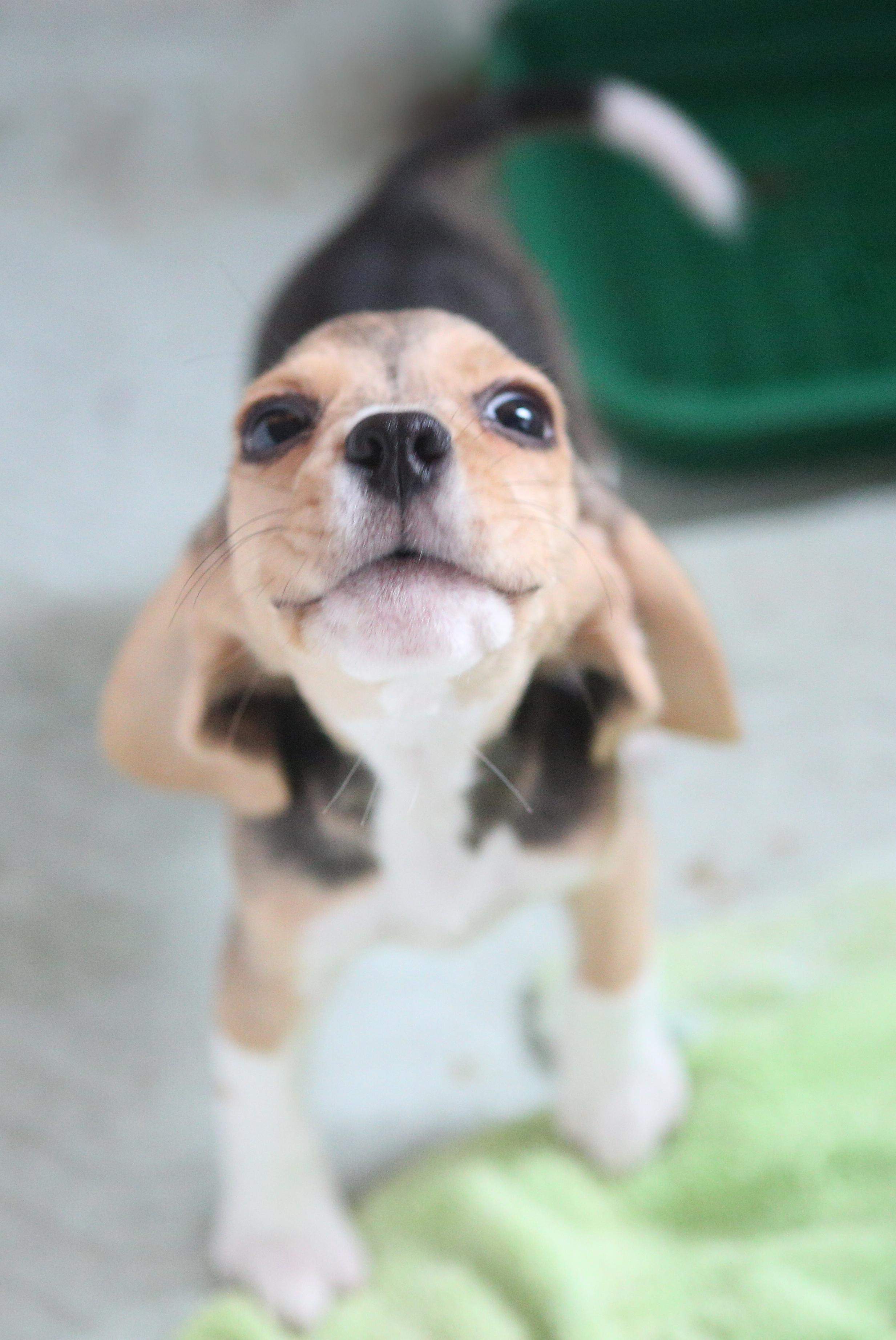 Krepish + Karamel. Питомник биглей Selesta’s Dreams