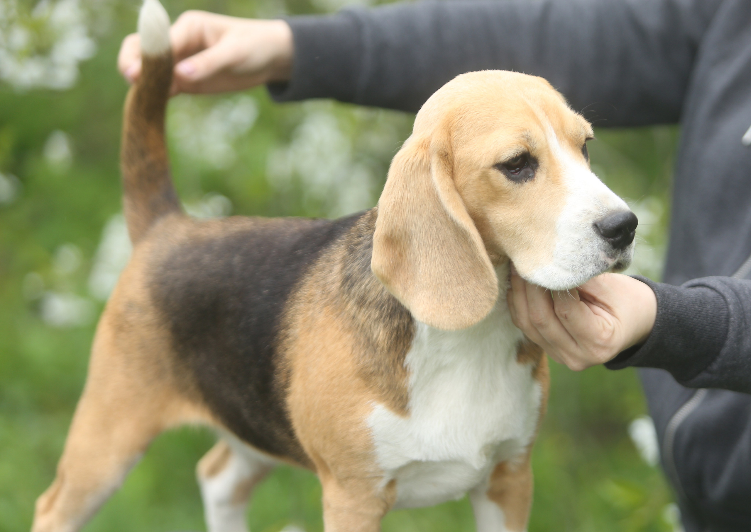 Шайн. Розплідник біглей в Україні