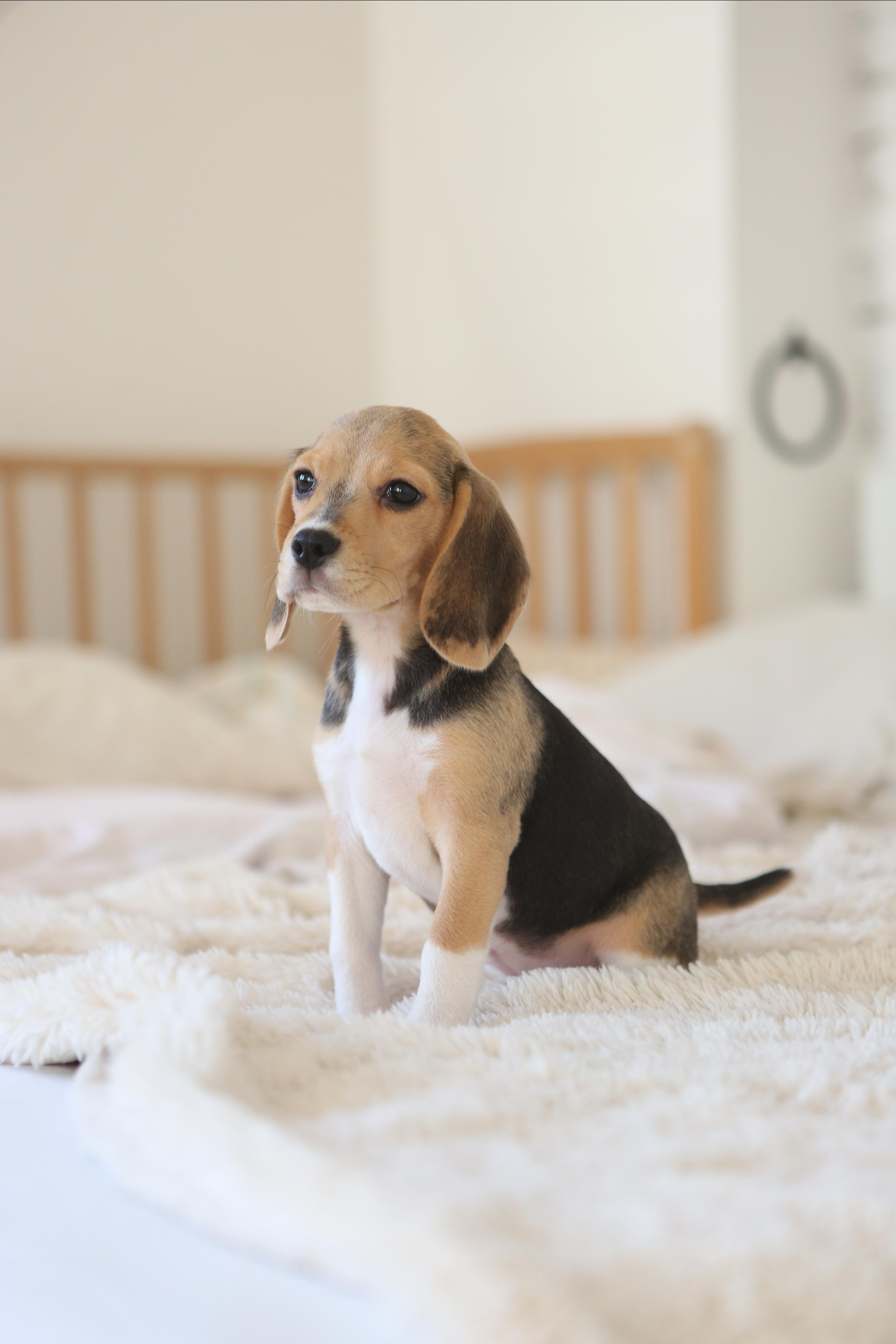 Krepish + Karamel. Питомник биглей Selesta’s Dreams