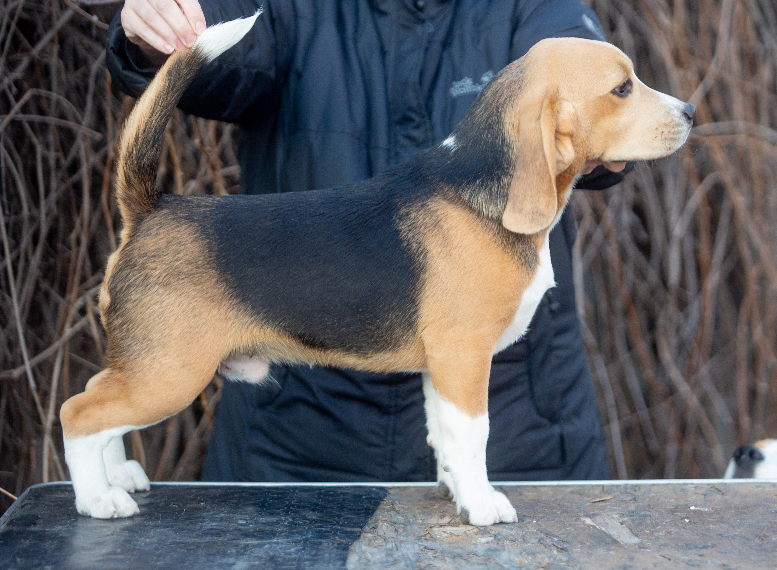 Джони. Питомник биглей Selesta’s Dreams