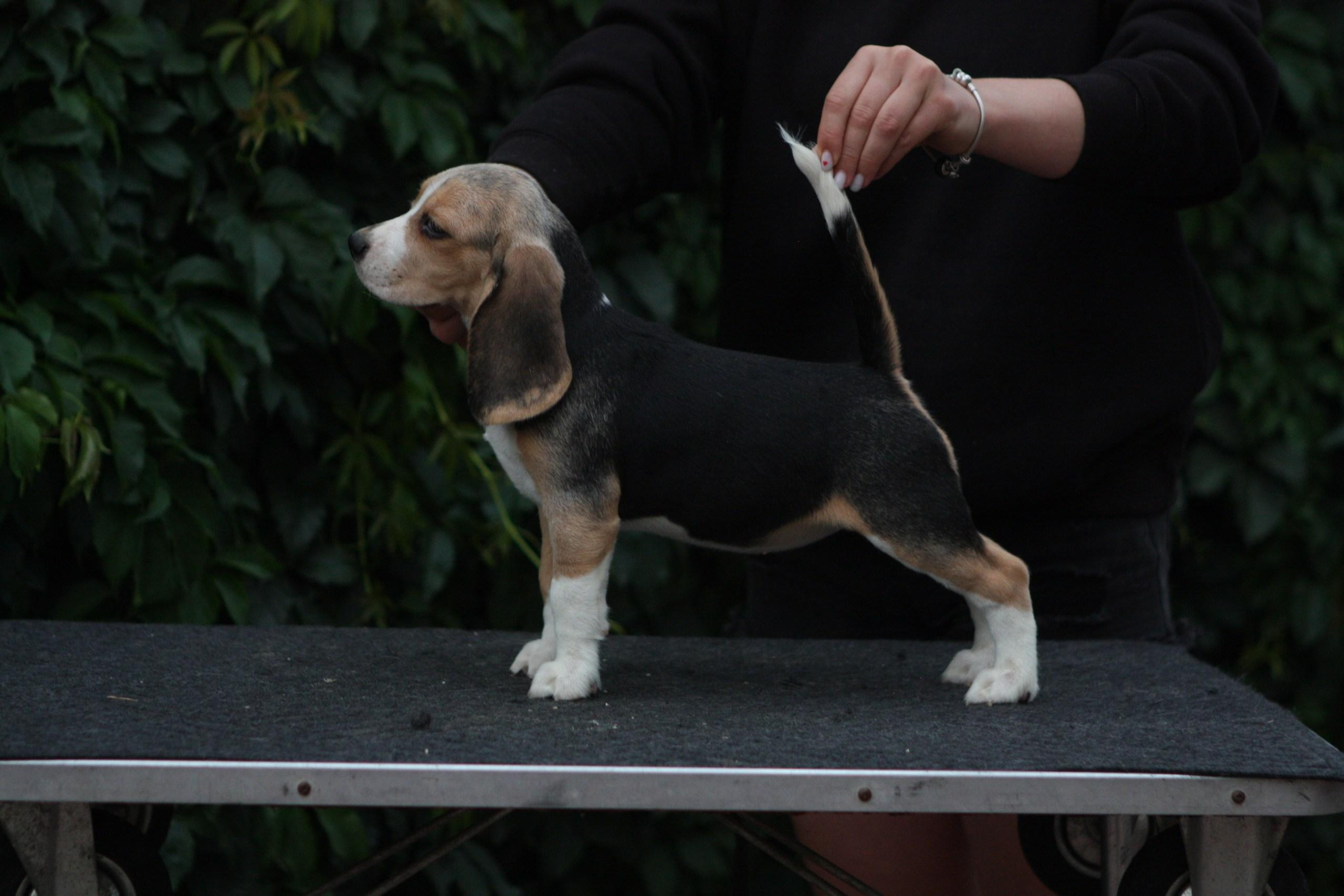 Саша і Ден. Розплідник біглей в Україні