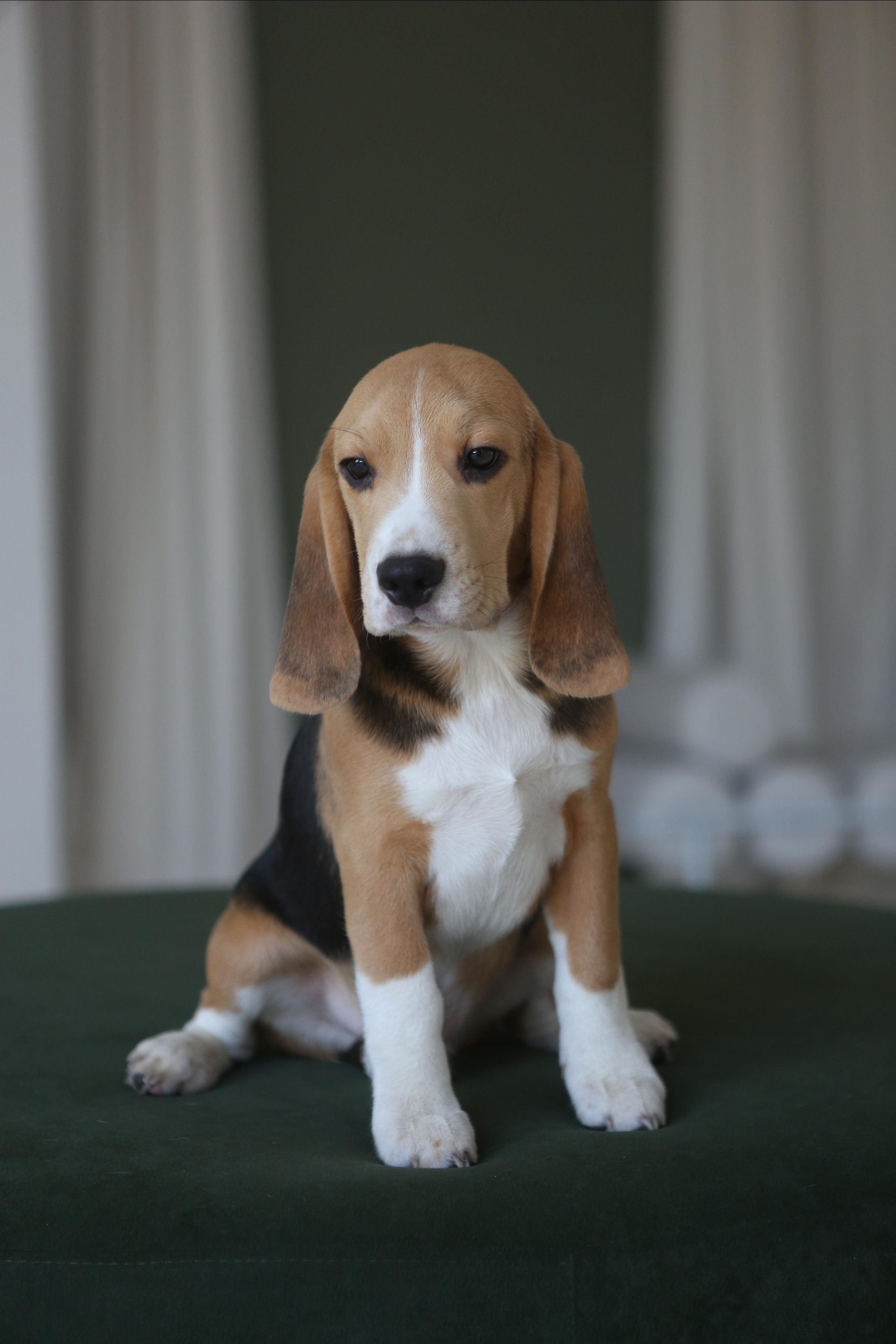 Джони. Питомник биглей Selesta’s Dreams