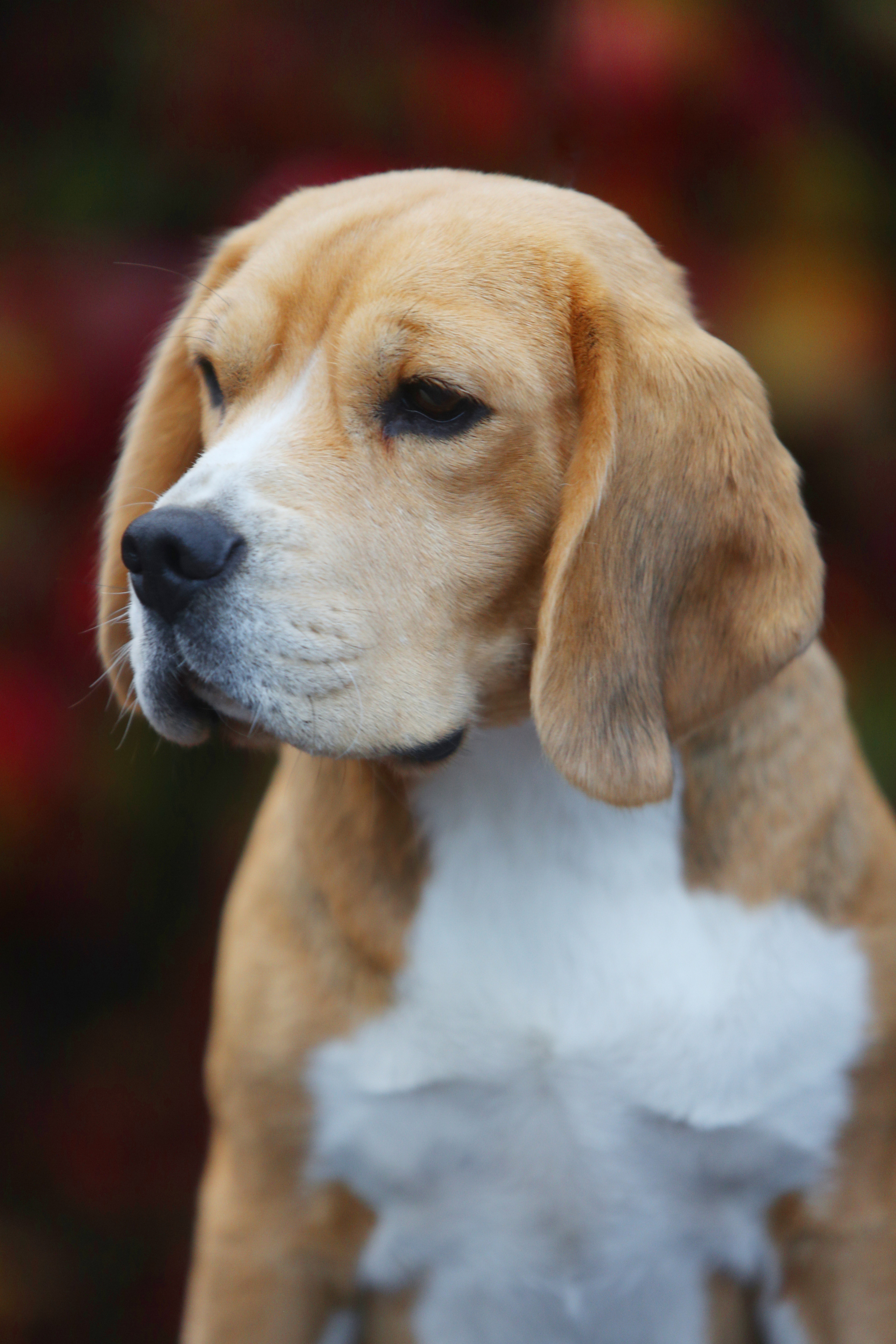 Тіна. Розплідник біглей в Україні