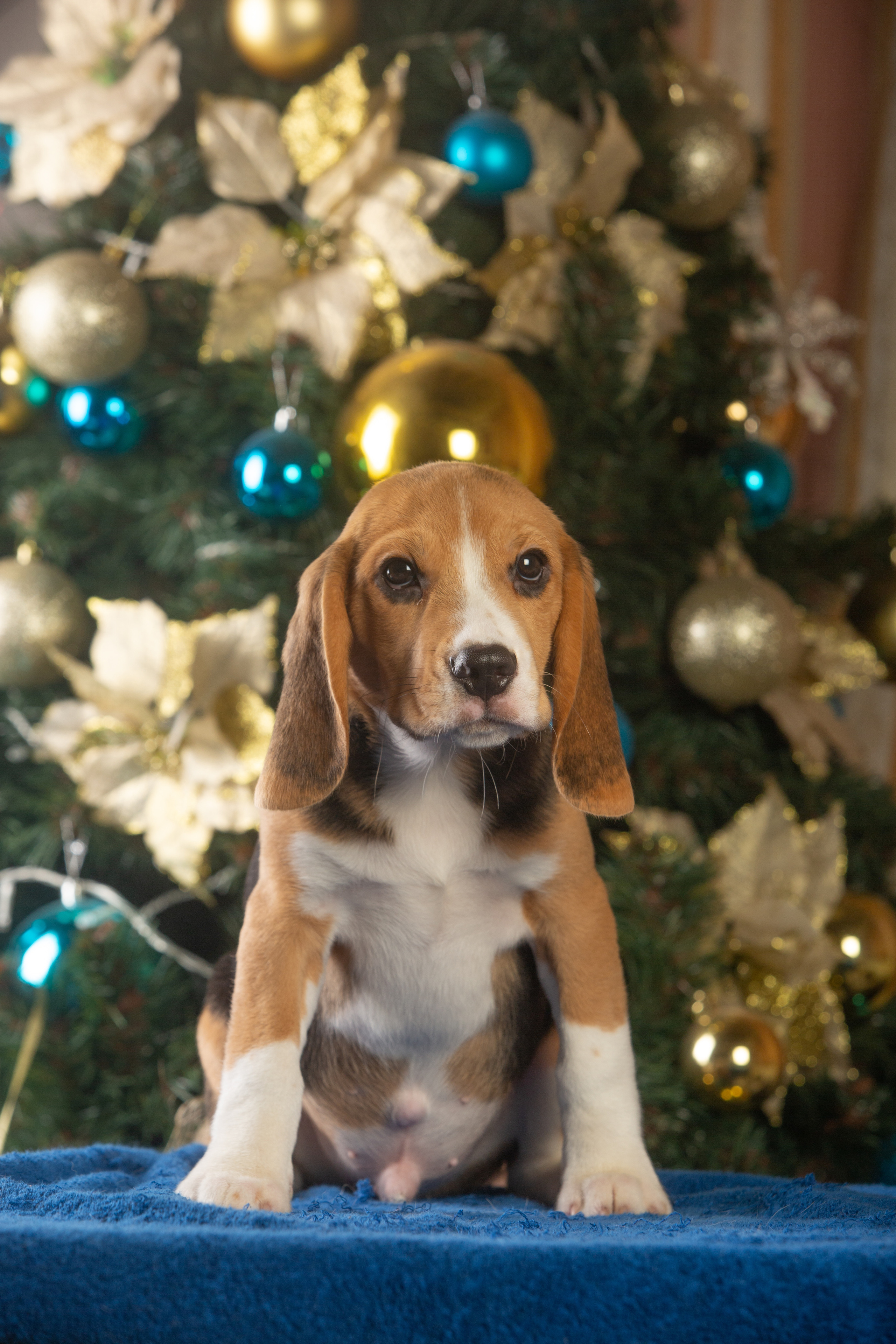 Єрик+Перік. Розплідник біглей в Україні