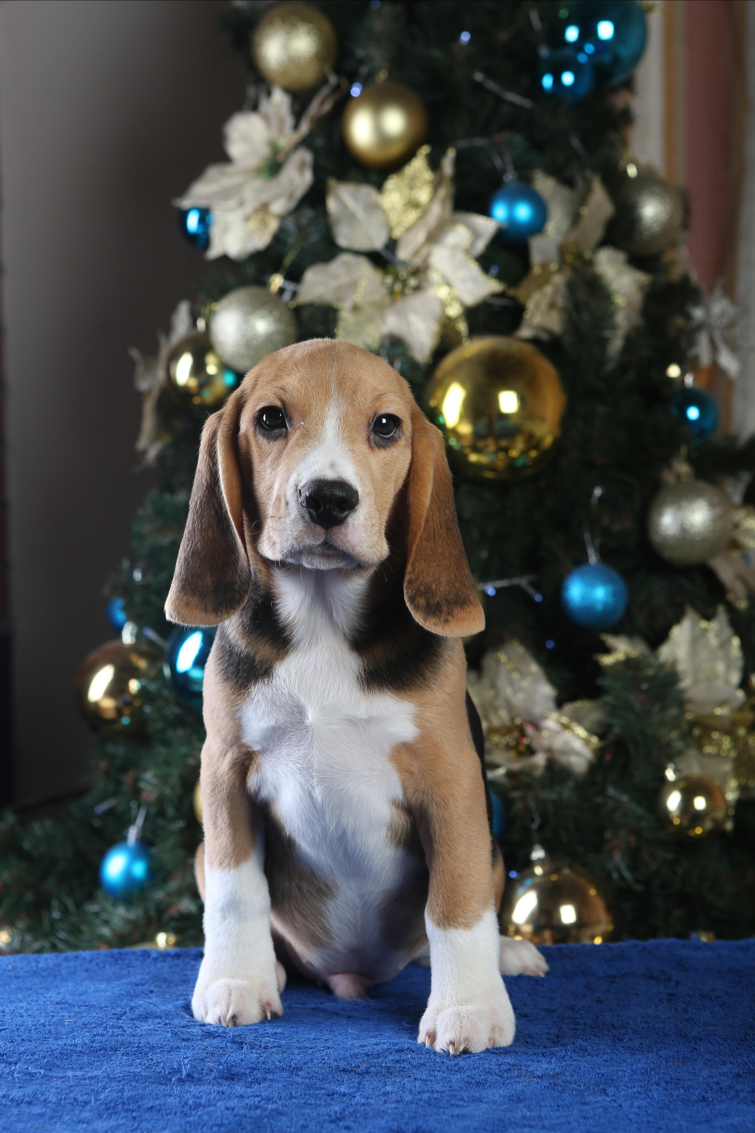 Єрик+Перік. Розплідник біглей в Україні