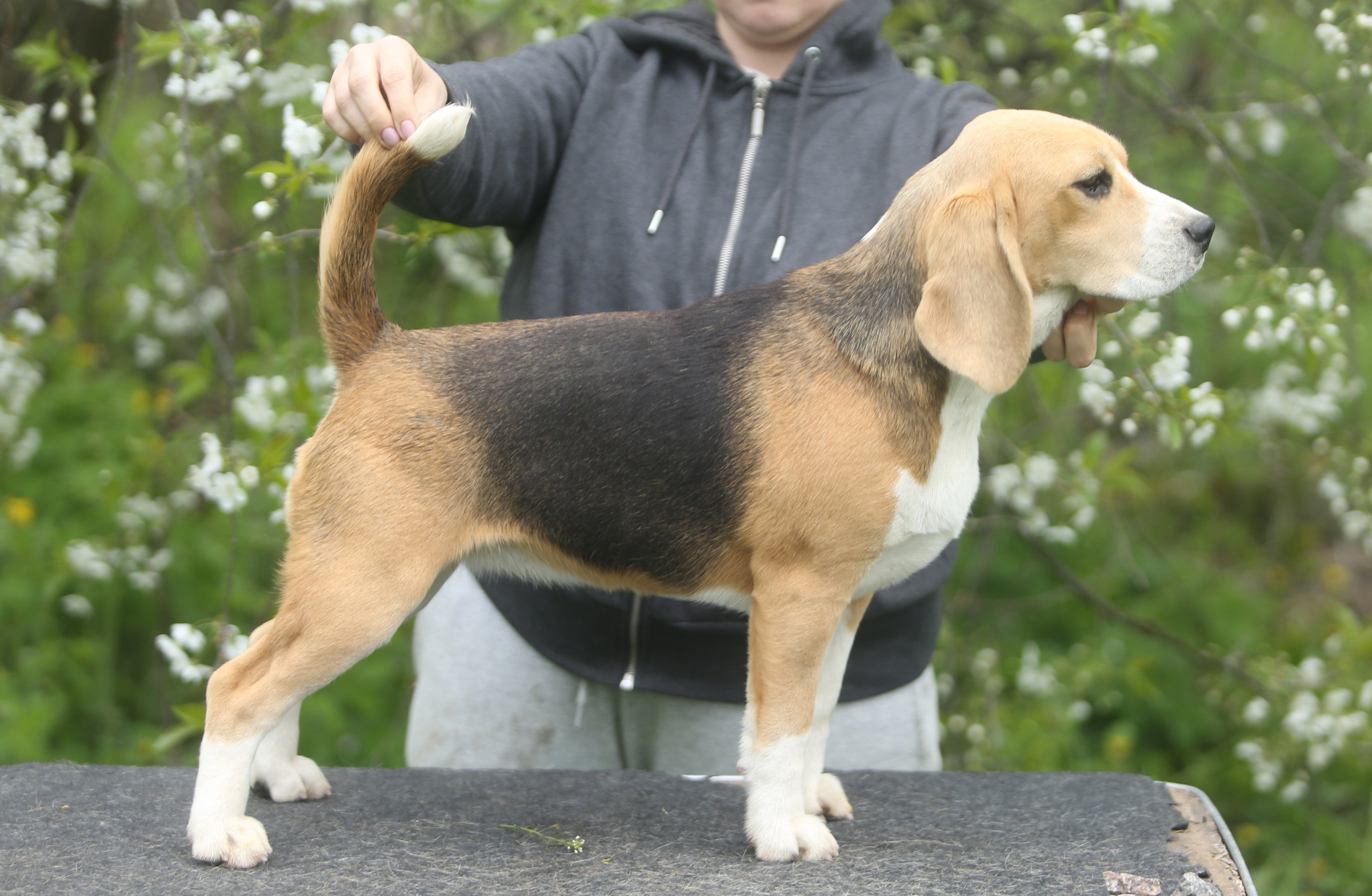 Шайн. Розплідник біглей в Україні