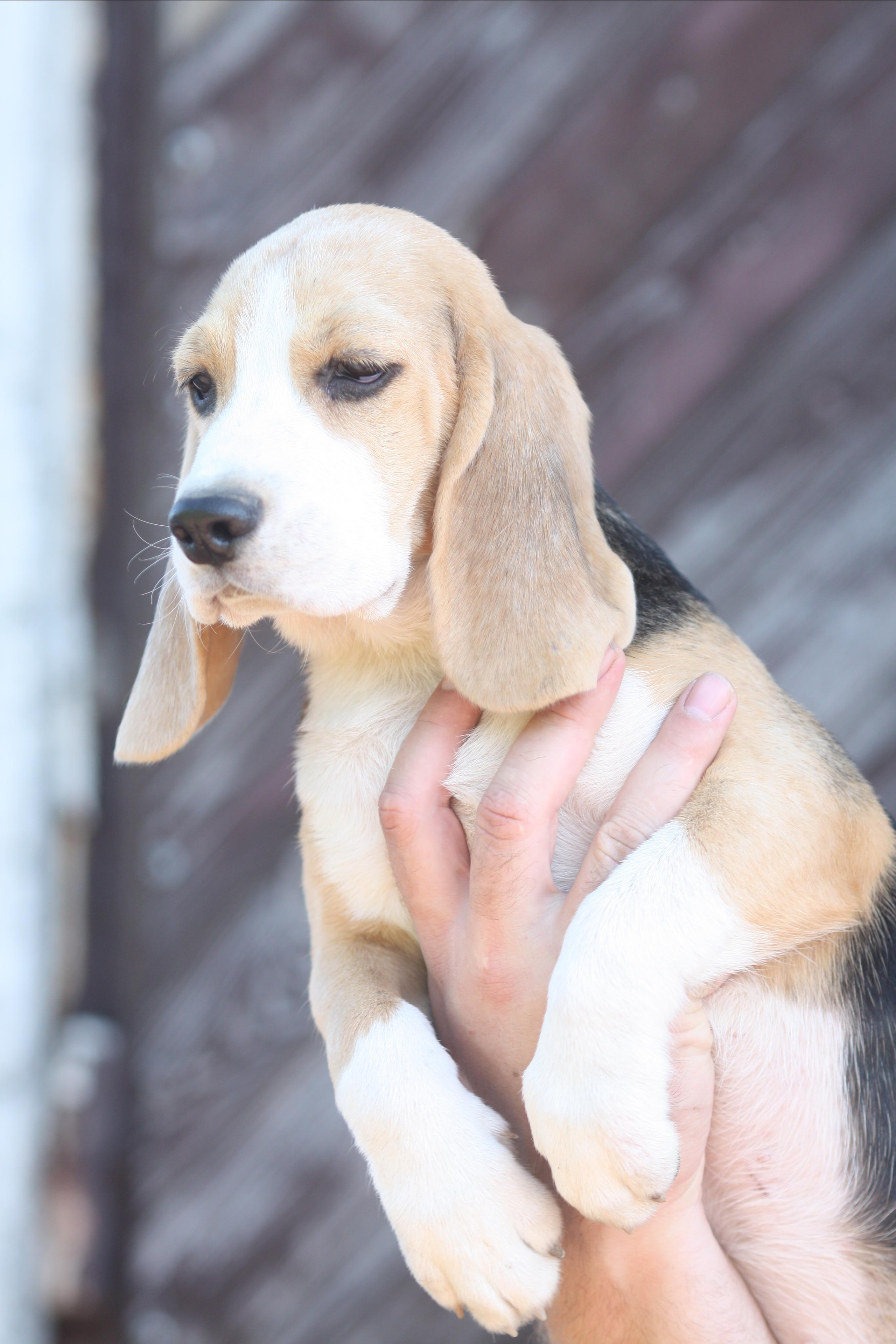 Саша і Ден. Розплідник біглей в Україні