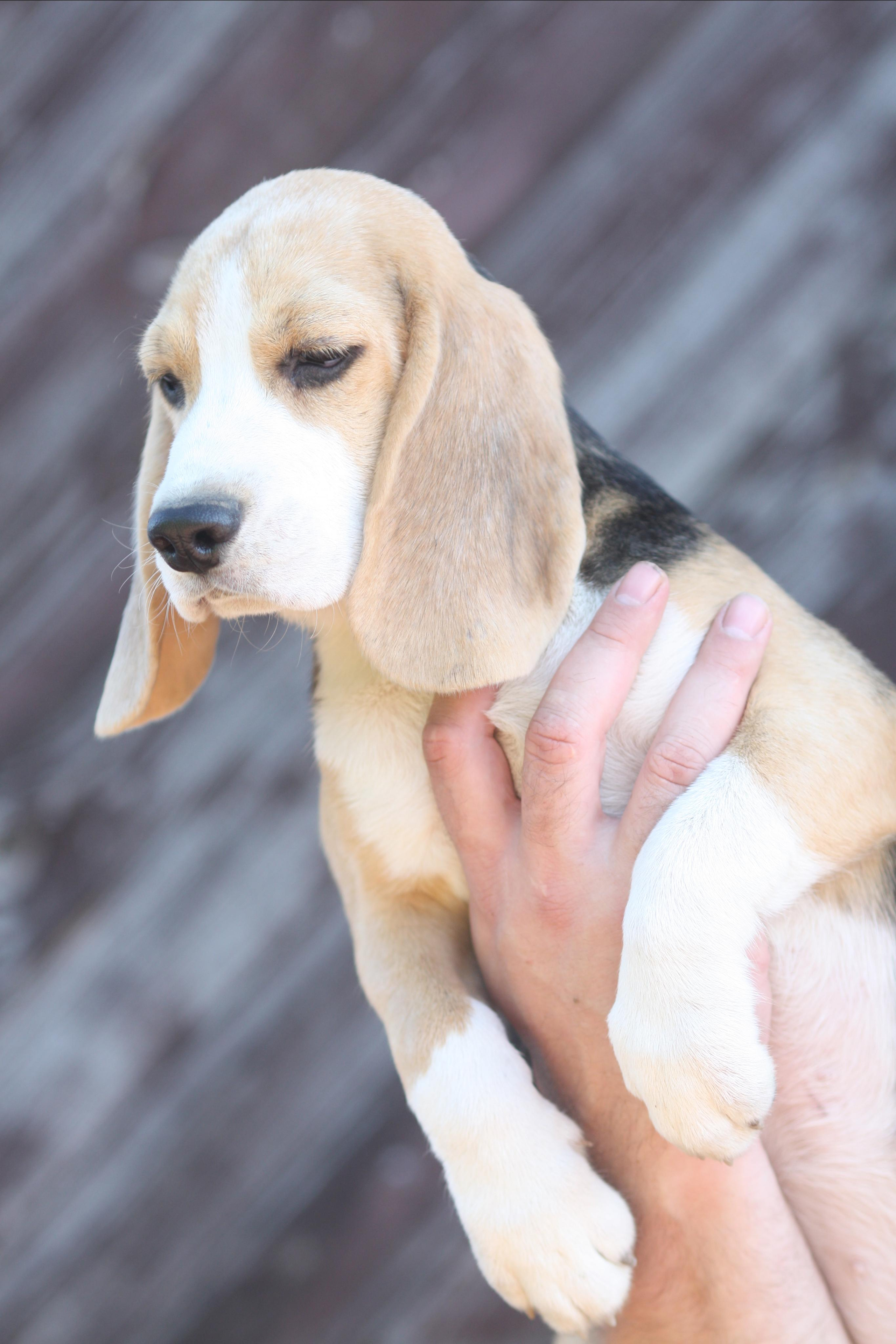 Саша і Ден. Розплідник біглей в Україні