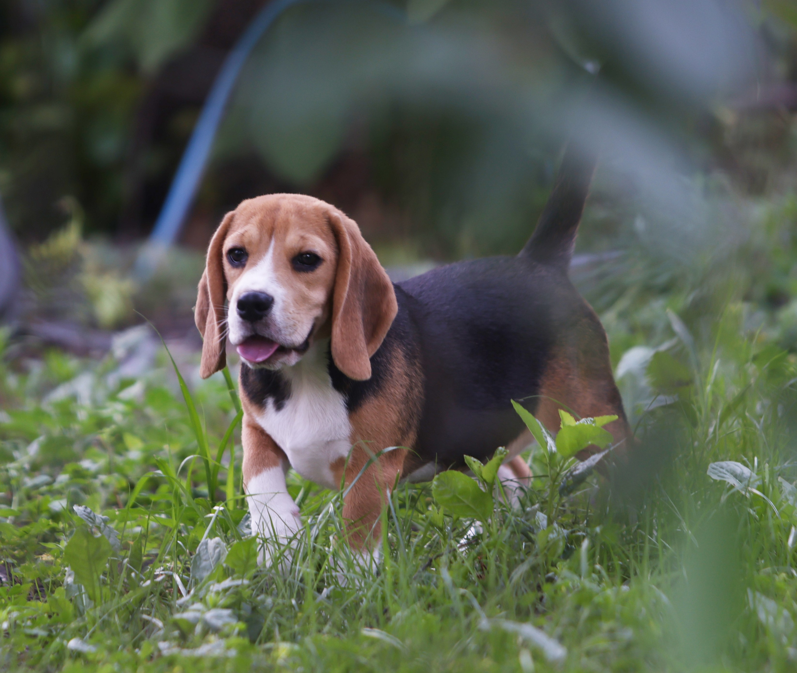 Фіона. Питомник биглей Selesta’s Dreams