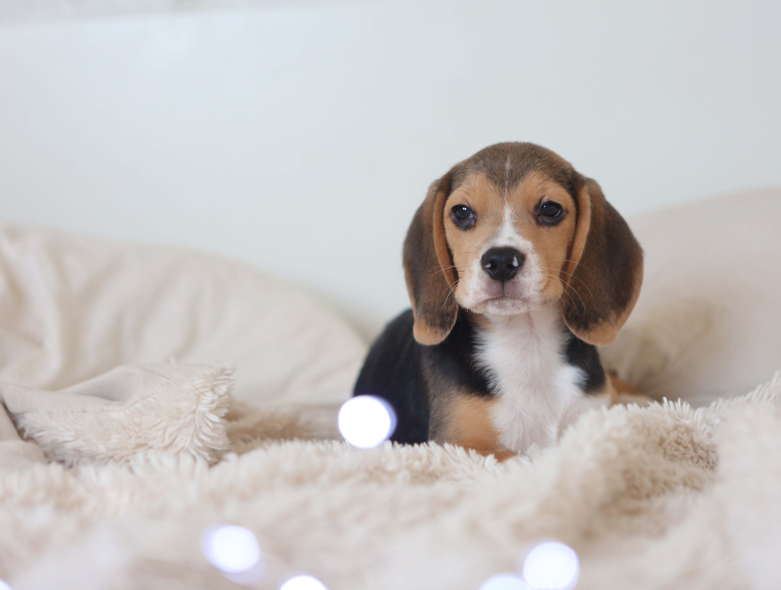 Єрик+Перік. Розплідник біглей в Україні