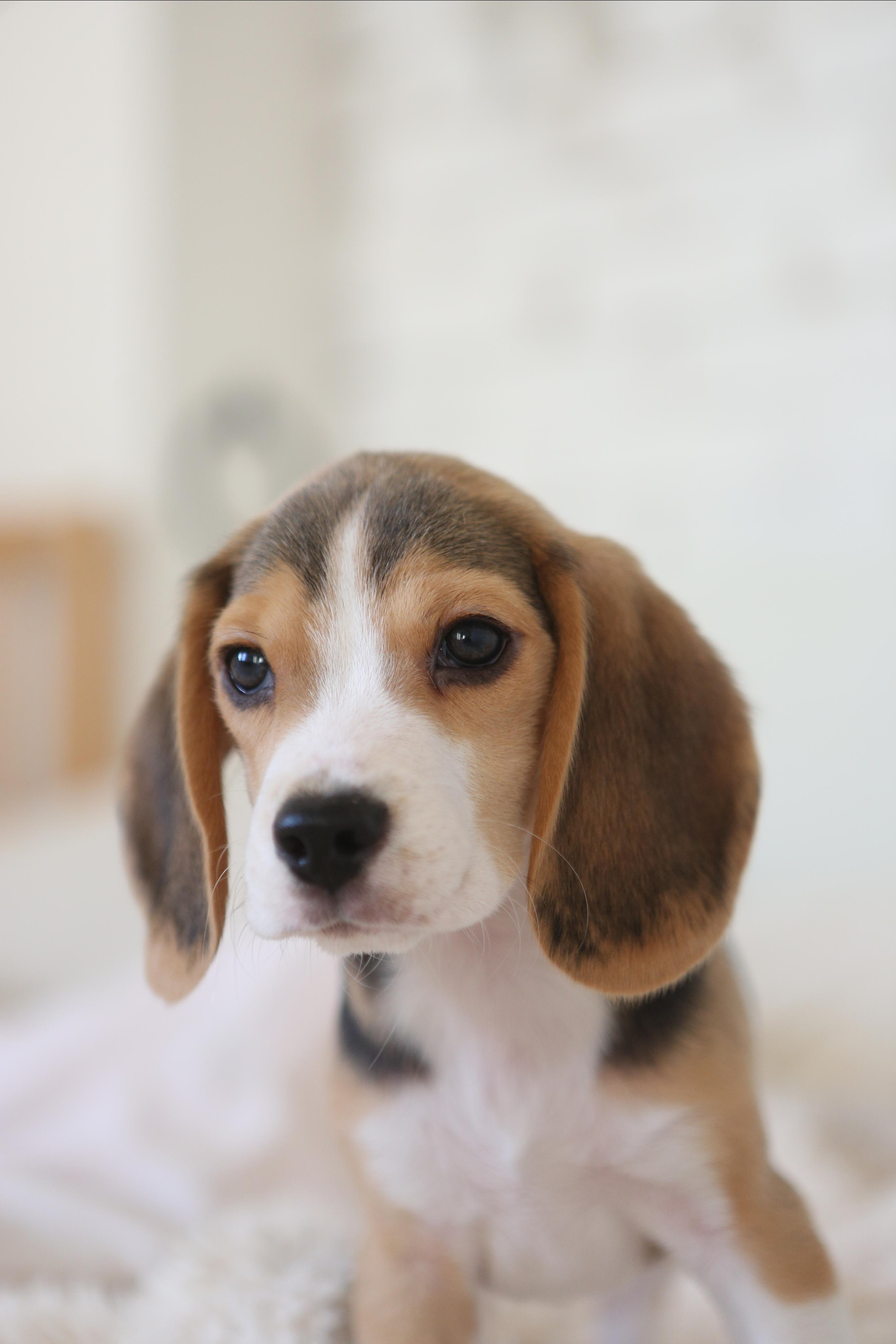 Krepish + Karamel. Питомник биглей Selesta’s Dreams