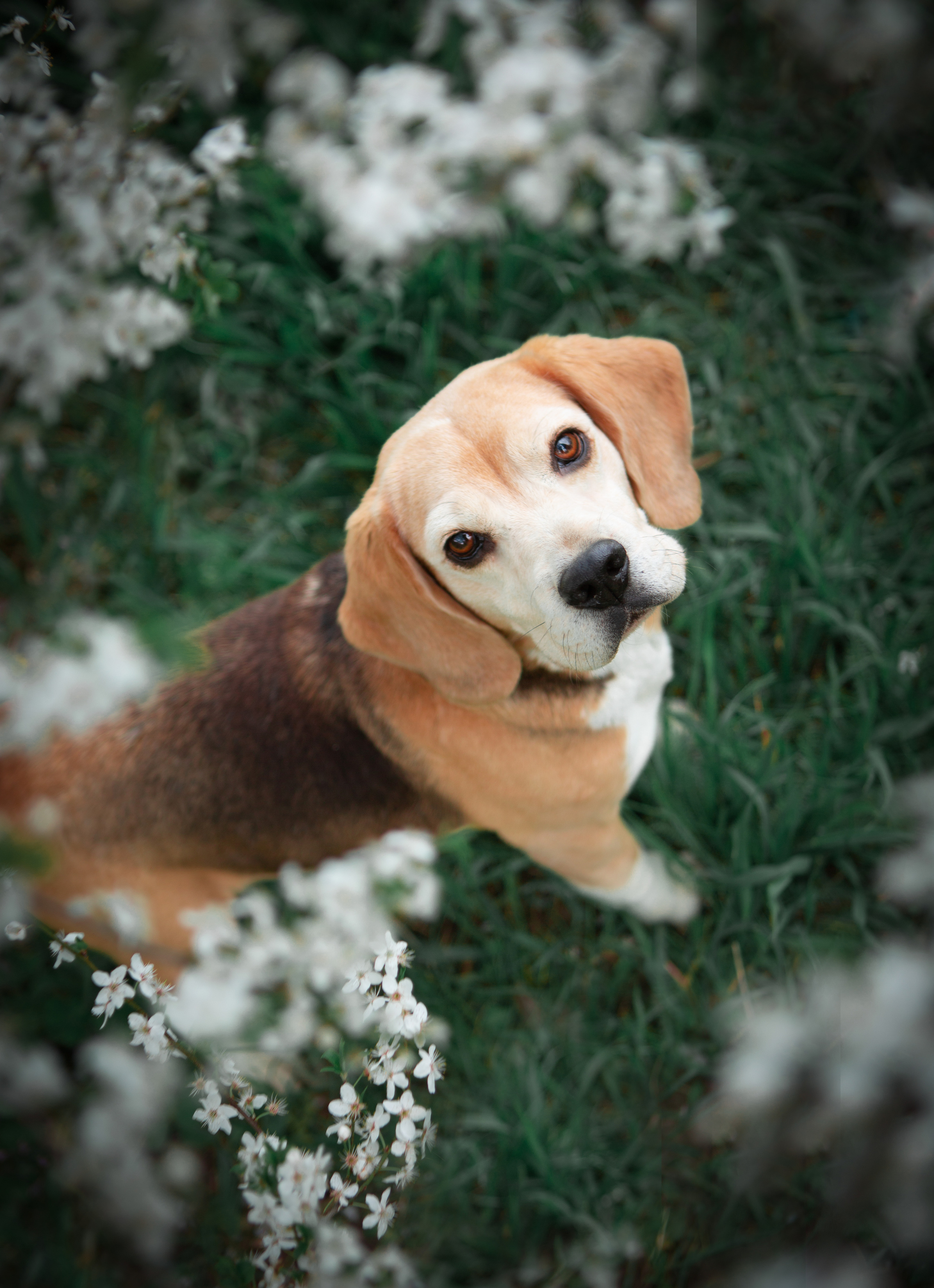 Тіна. Розплідник біглей в Україні