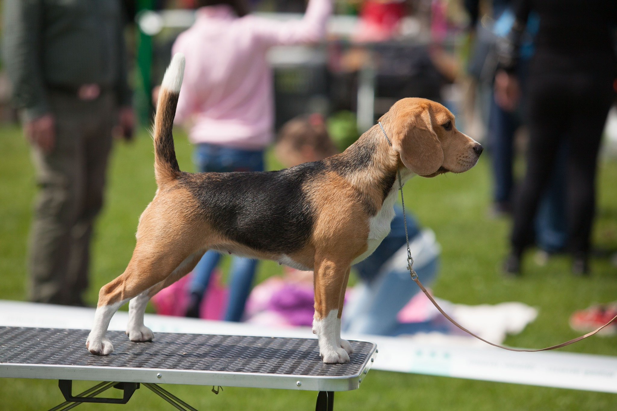 Тіна. Розплідник біглей в Україні