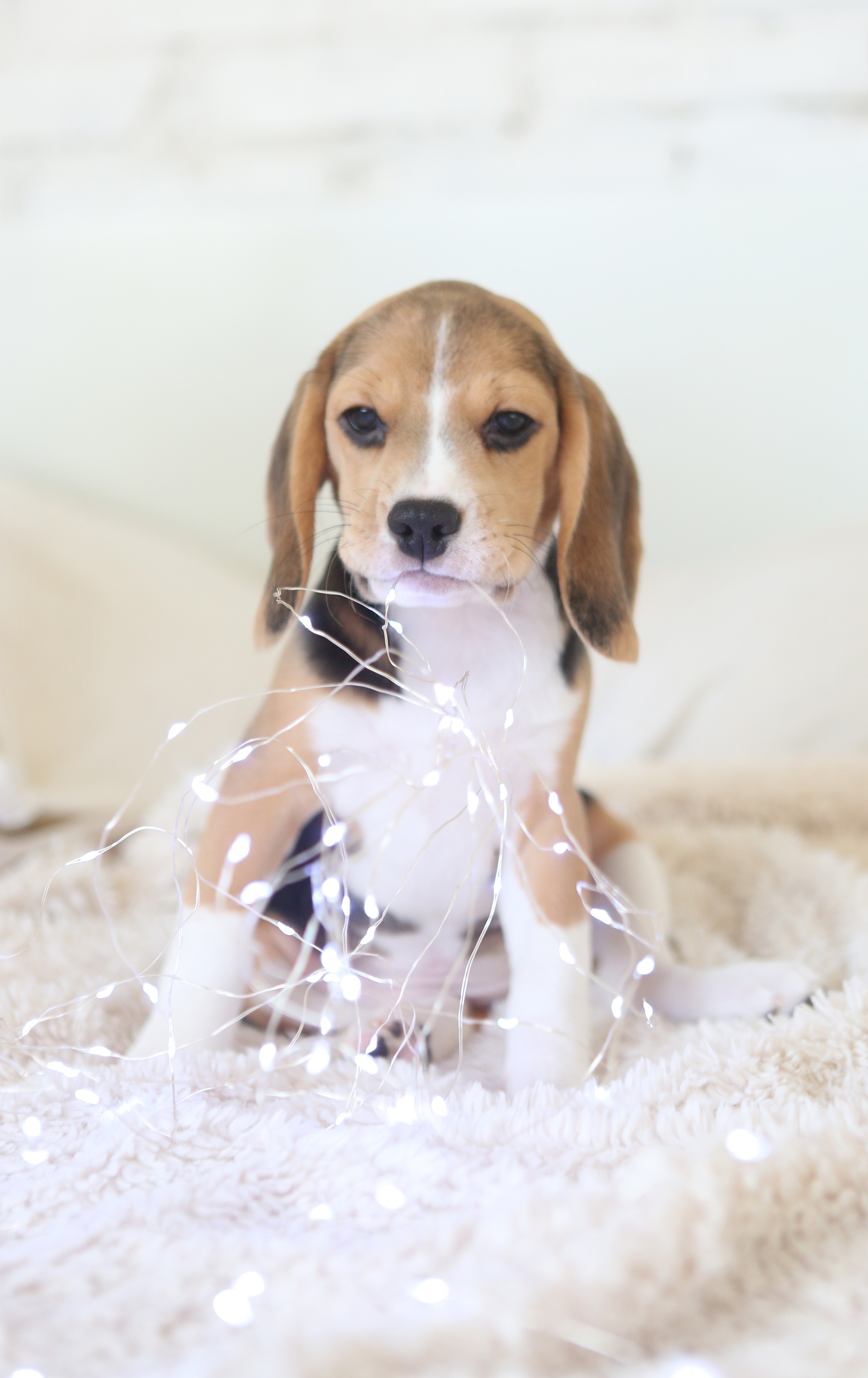 Єрик+Перік. Розплідник біглей в Україні