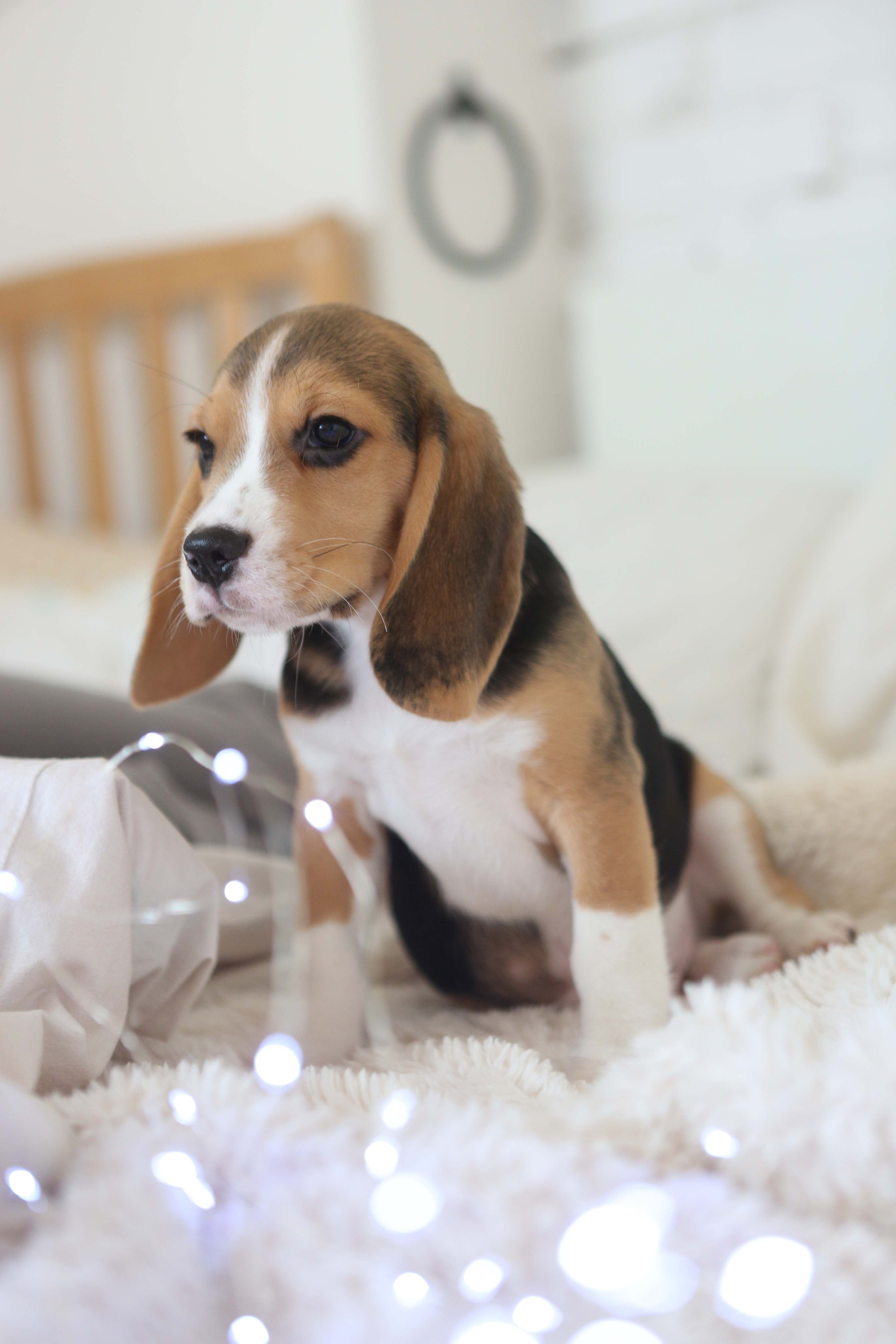 Єрик+Перік. Розплідник біглей в Україні