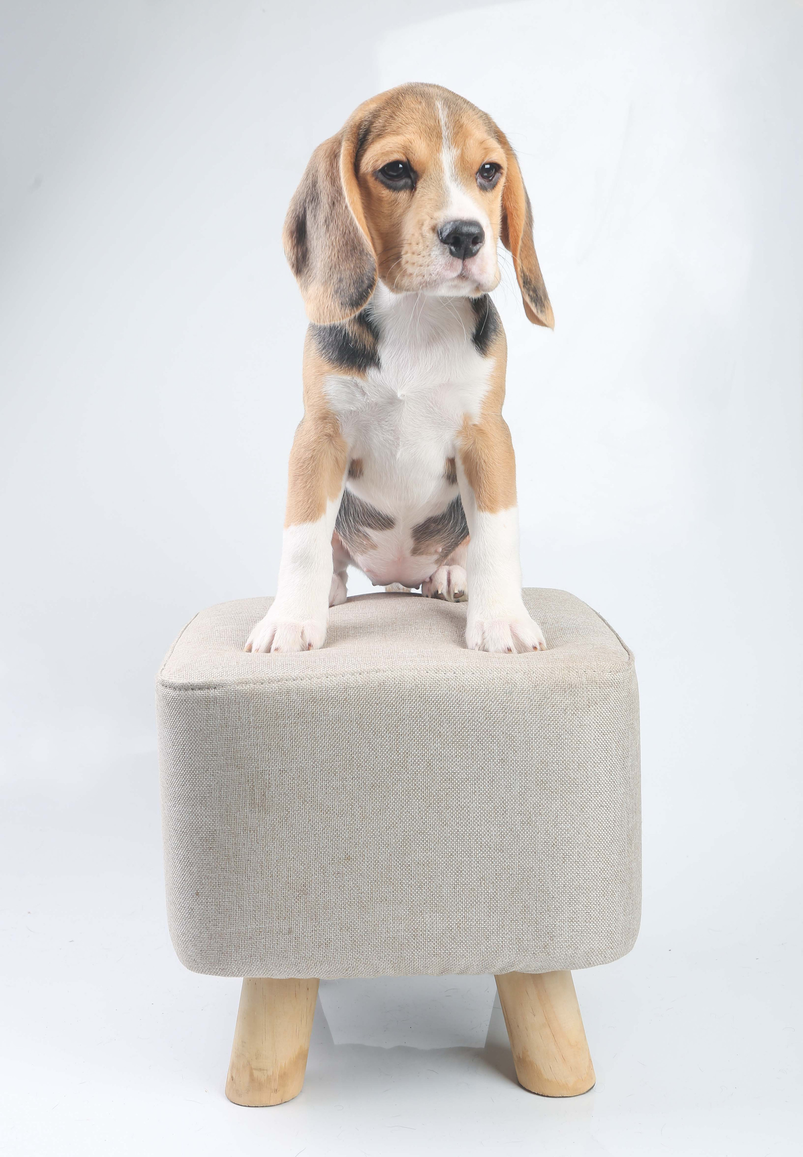 Єрик+Перік. Розплідник біглей в Україні