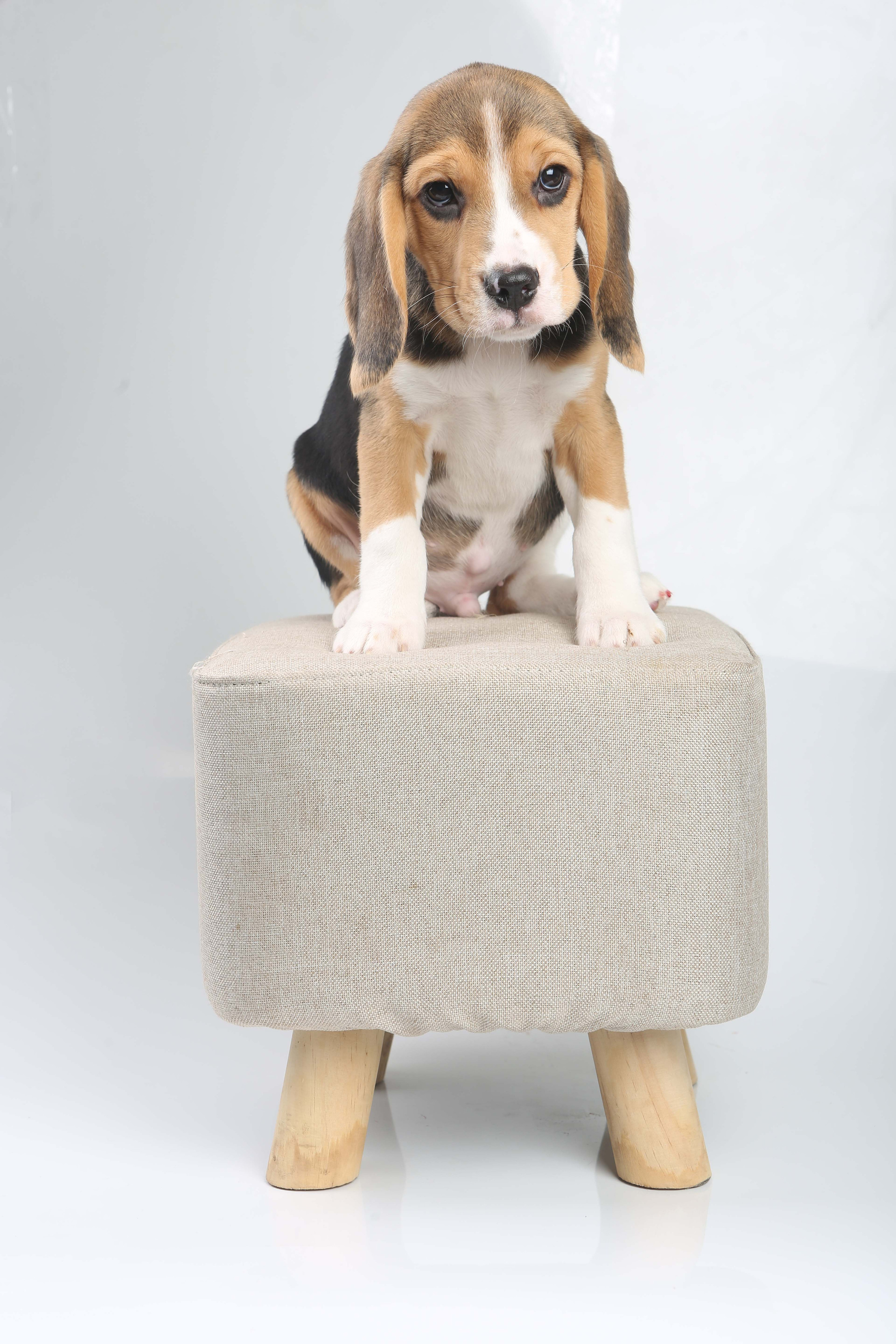 Єрик+Перік. Розплідник біглей в Україні