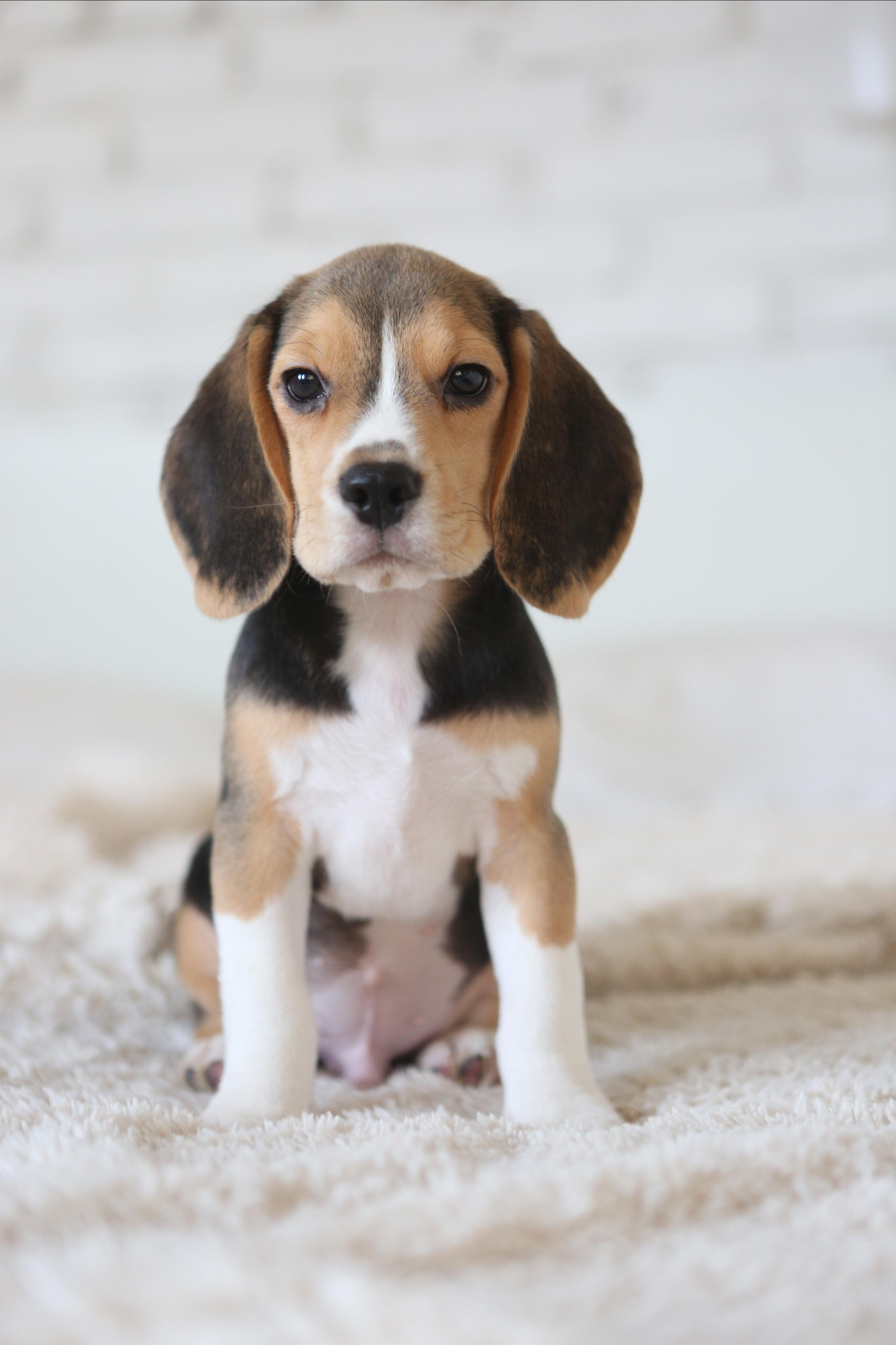 Krepish + Karamel. Питомник биглей Selesta’s Dreams