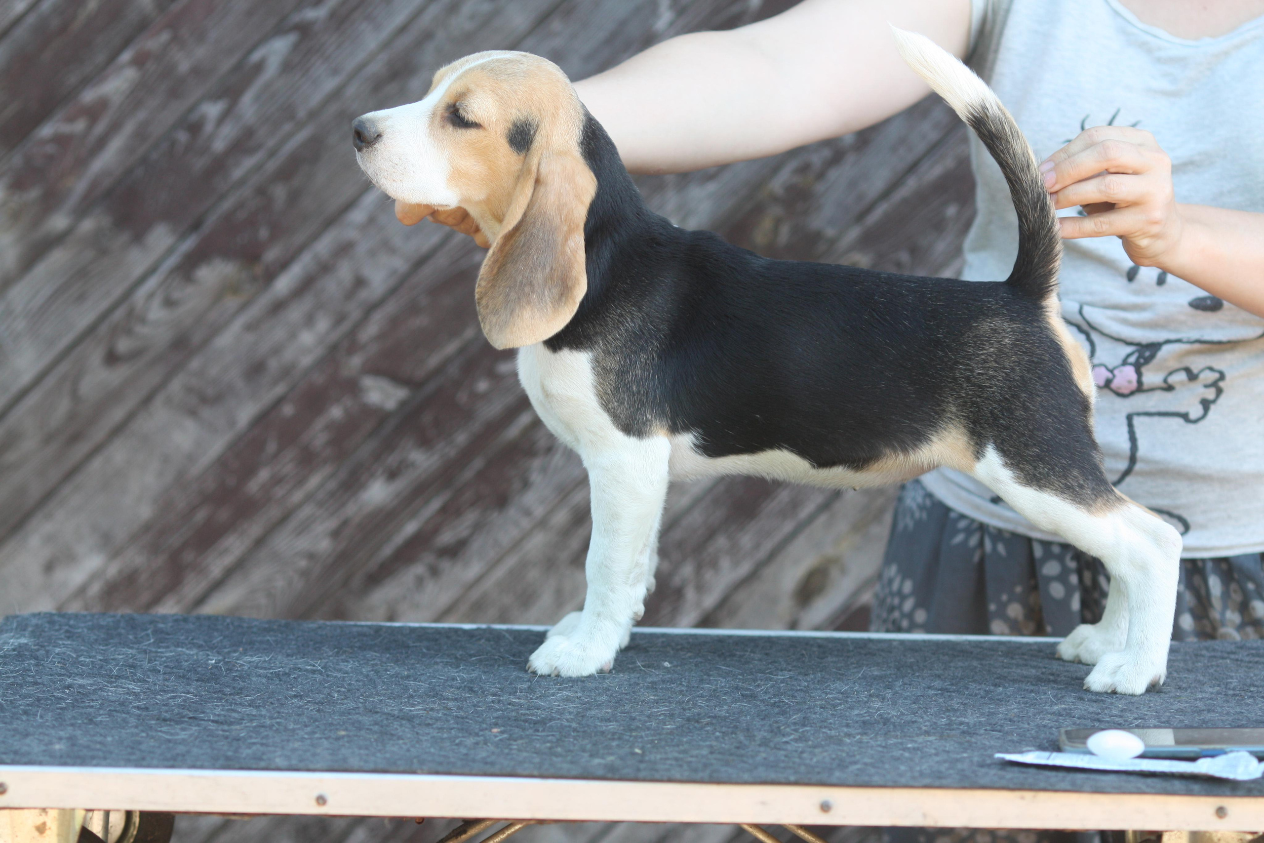 Саша і Ден. Розплідник біглей в Україні