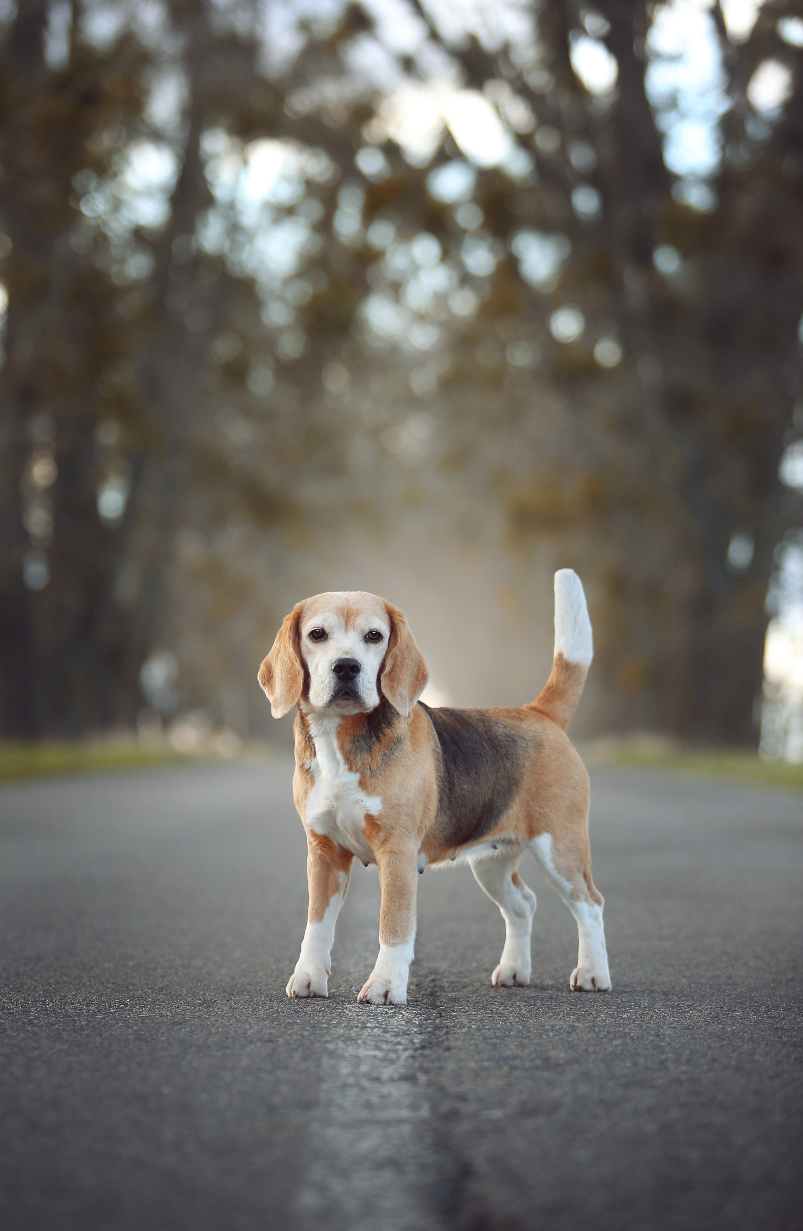Тіна. Розплідник біглей в Україні