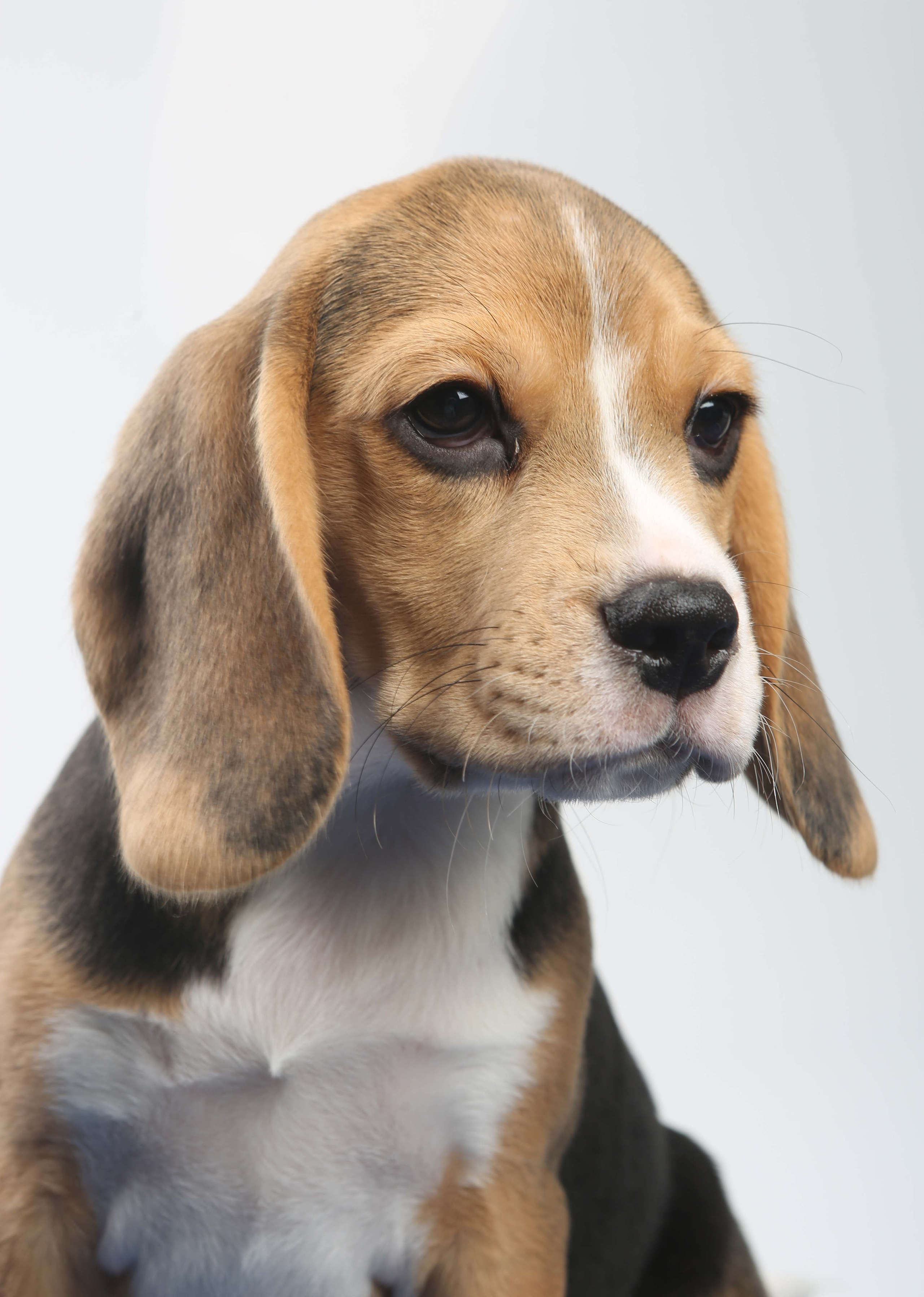 Єрик+Перік. Розплідник біглей в Україні