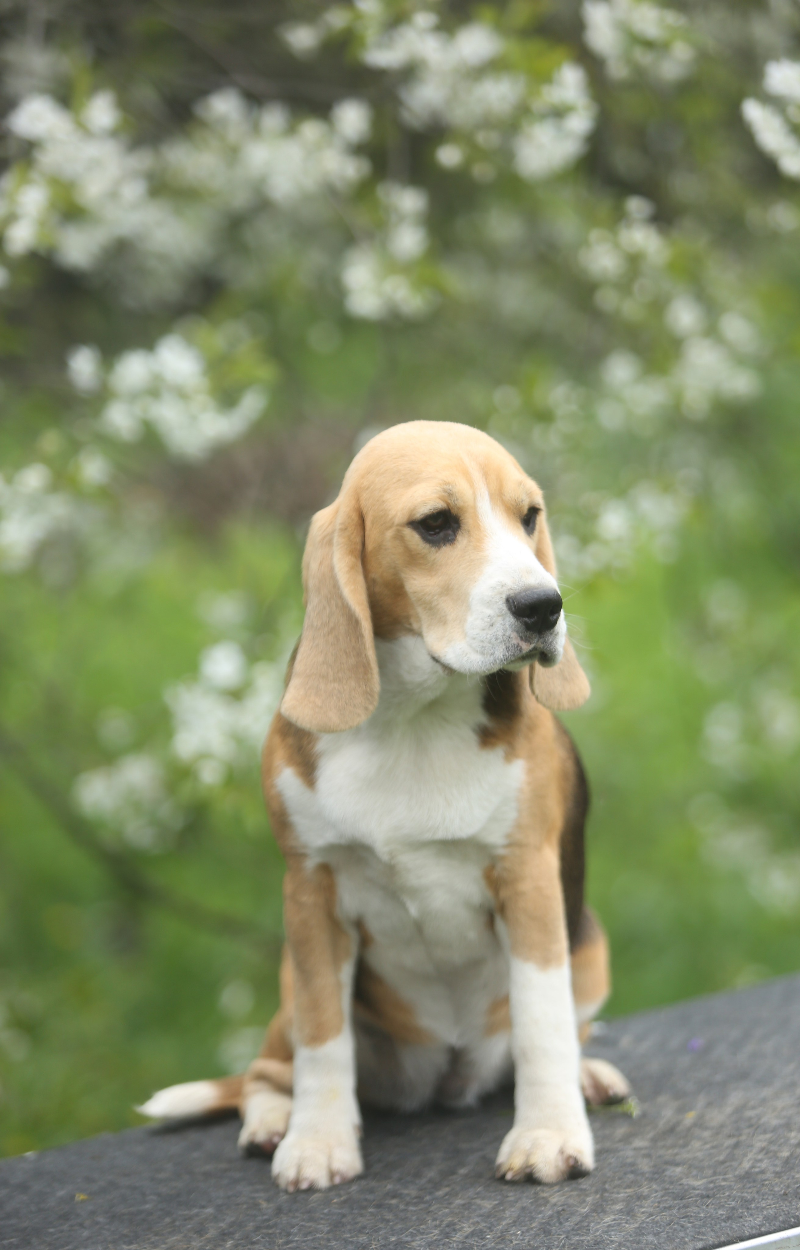 Шайн. Розплідник біглей в Україні