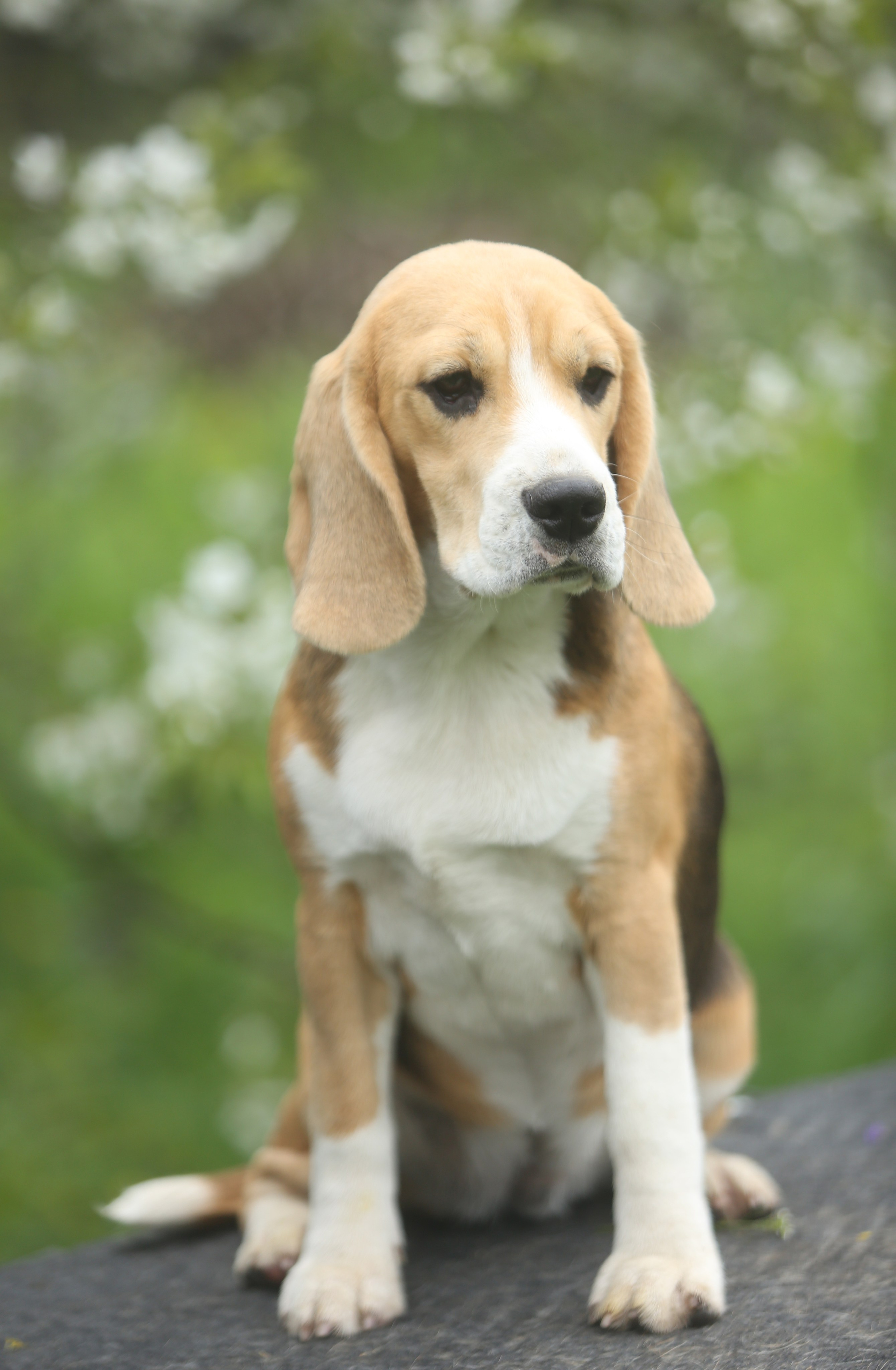 Шайн. Розплідник біглей в Україні