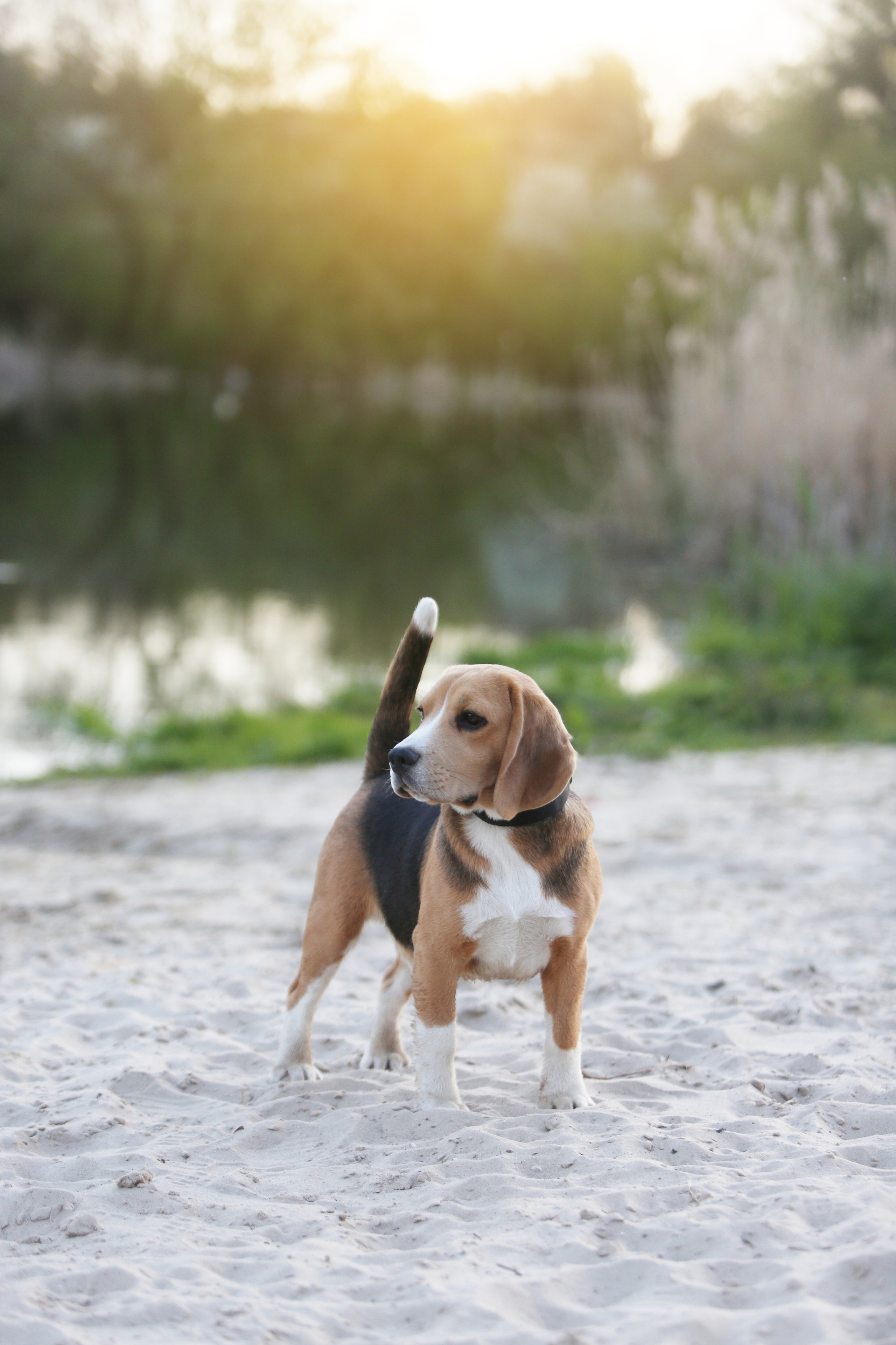 Джони. Питомник биглей Selesta’s Dreams