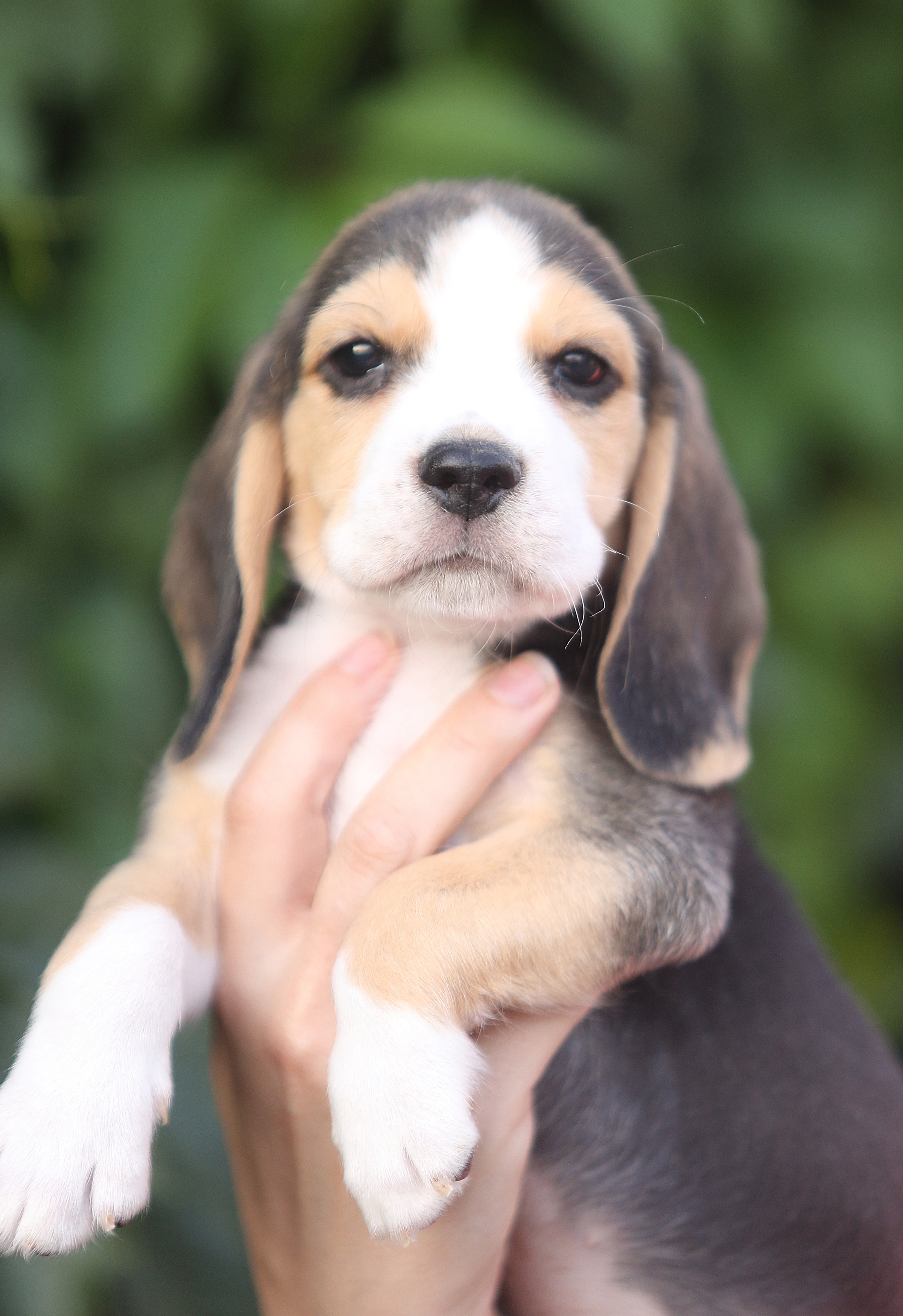 Саша і Ден. Розплідник біглей в Україні