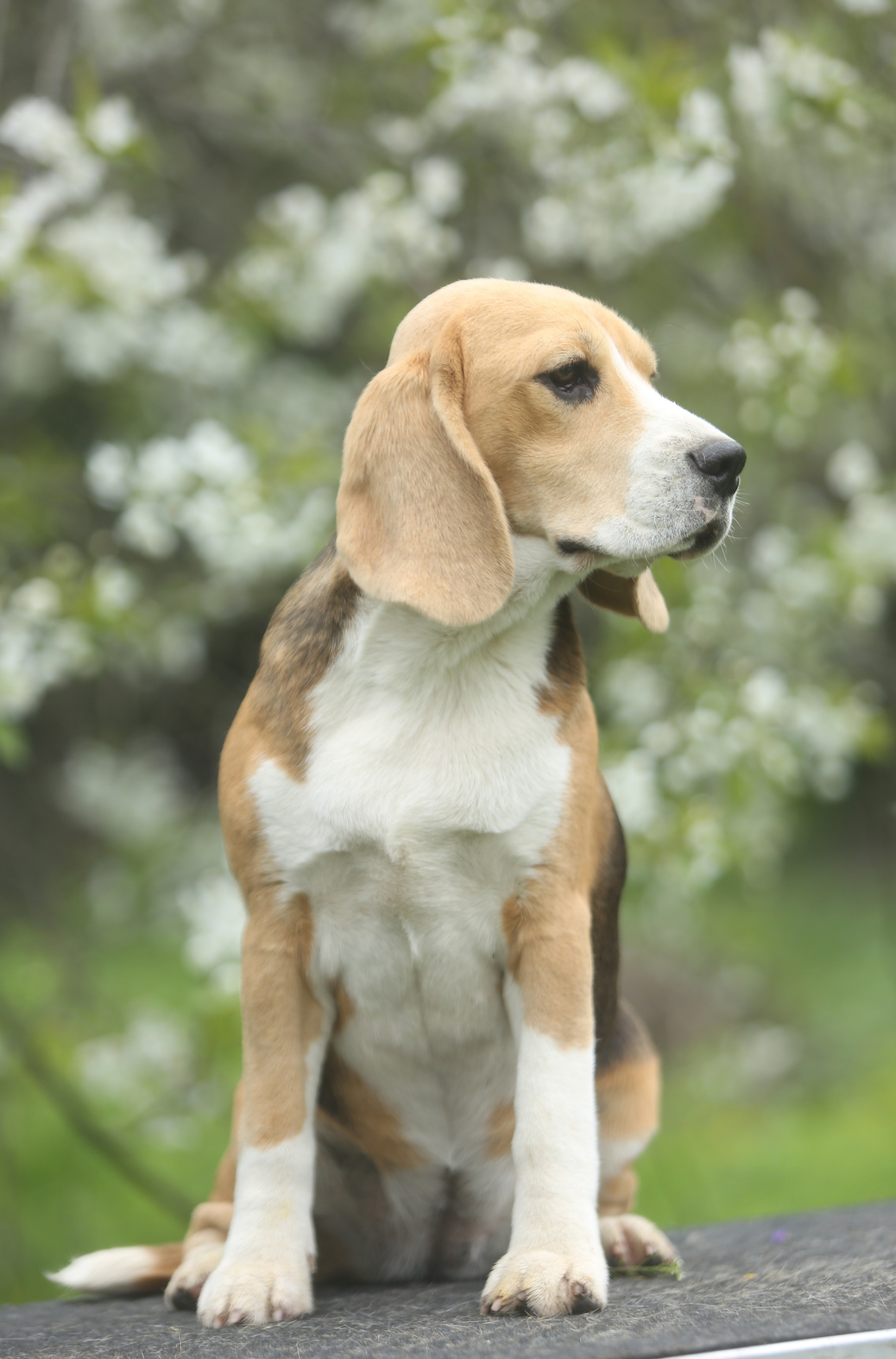 Шайн. Розплідник біглей в Україні