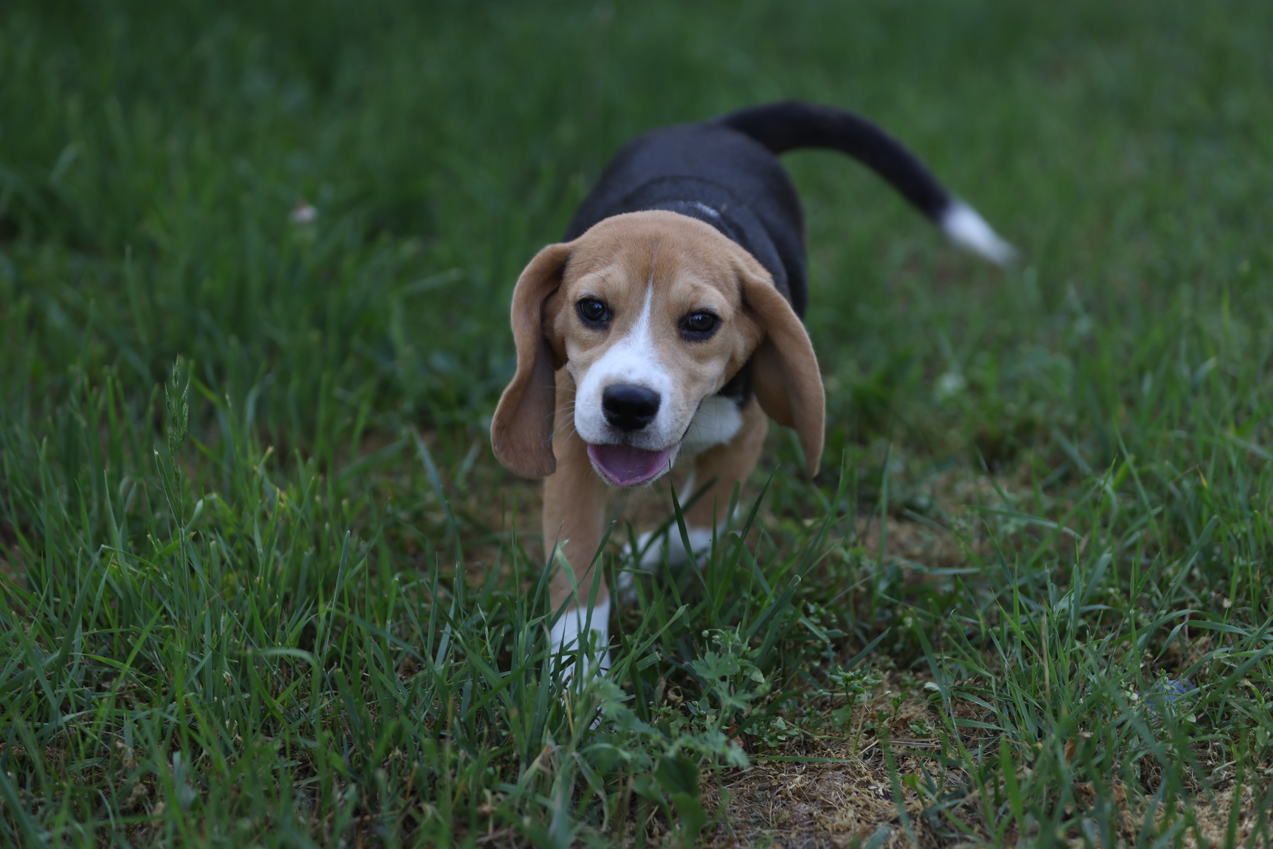 Фіона. Питомник биглей Selesta’s Dreams