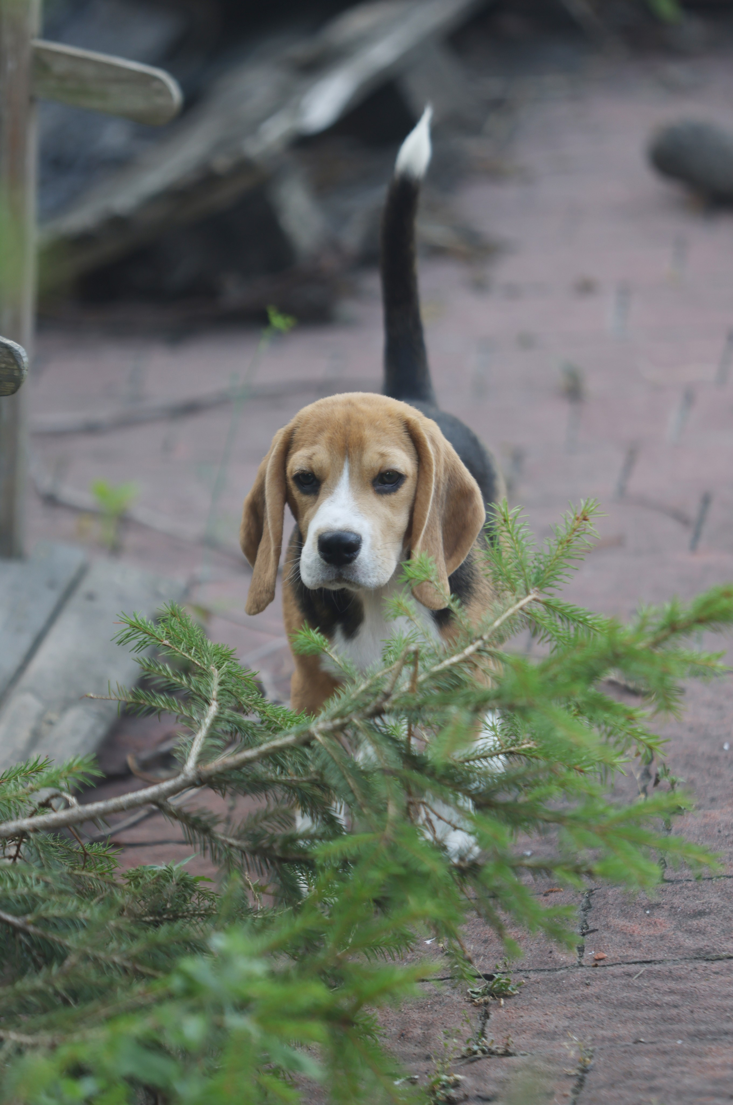 Фіона. Питомник биглей Selesta’s Dreams