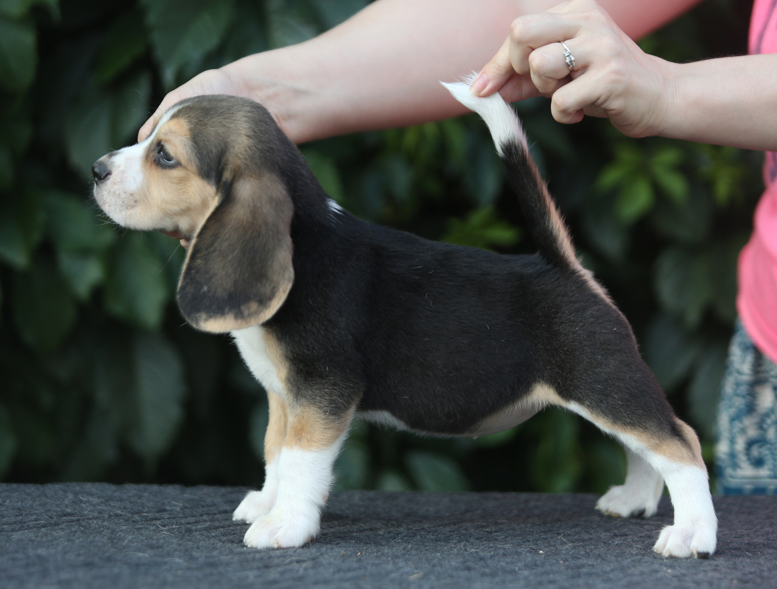 Саша і Ден. Розплідник біглей в Україні
