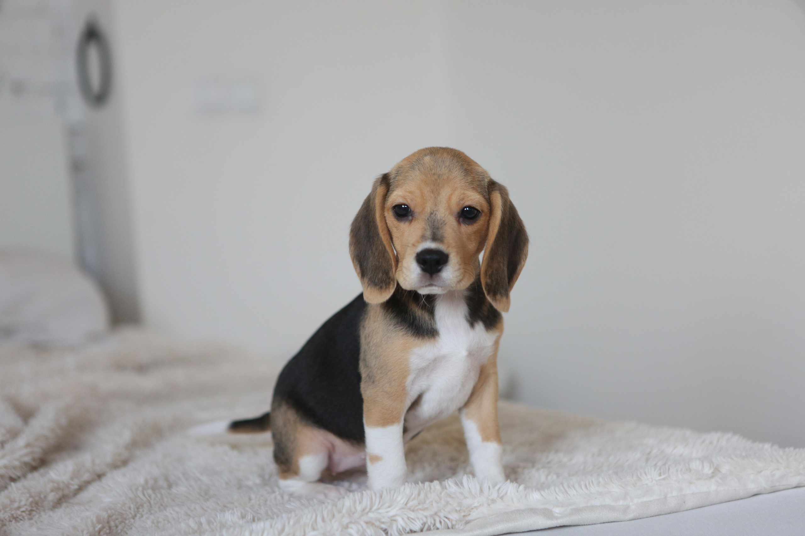 Krepish + Karamel. Питомник биглей Selesta’s Dreams