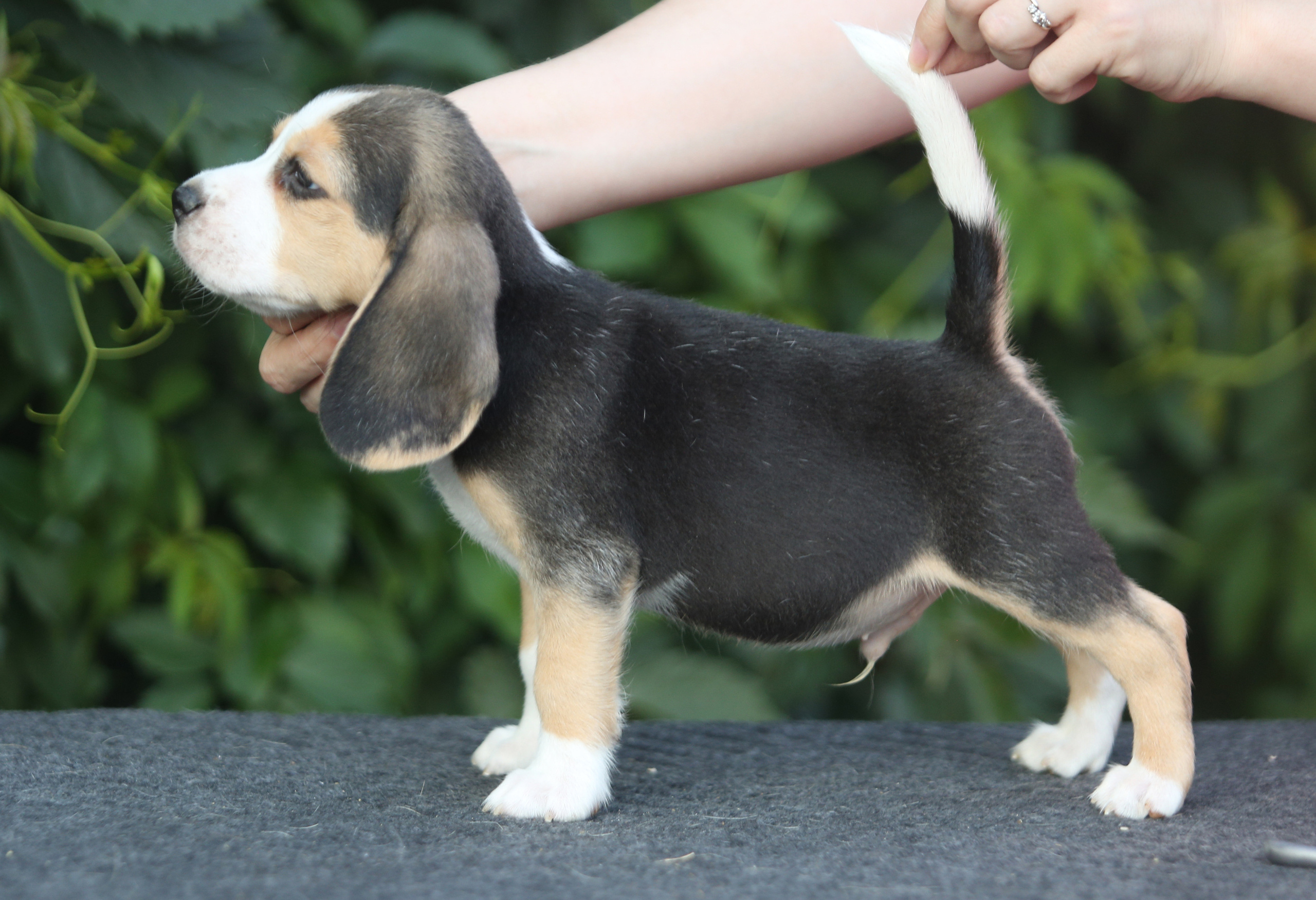 Саша і Ден. Розплідник біглей в Україні