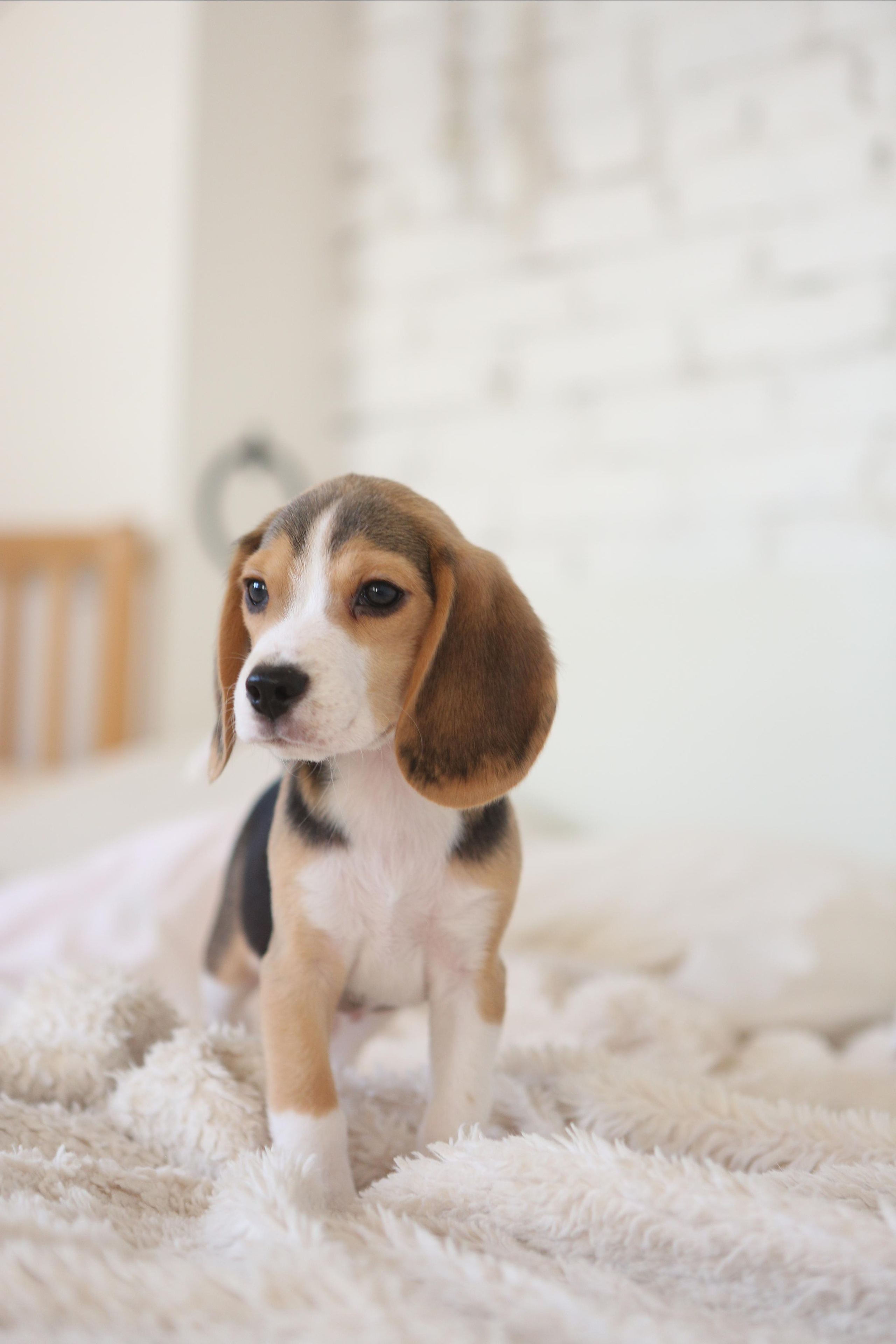 Krepish + Karamel. Питомник биглей Selesta’s Dreams