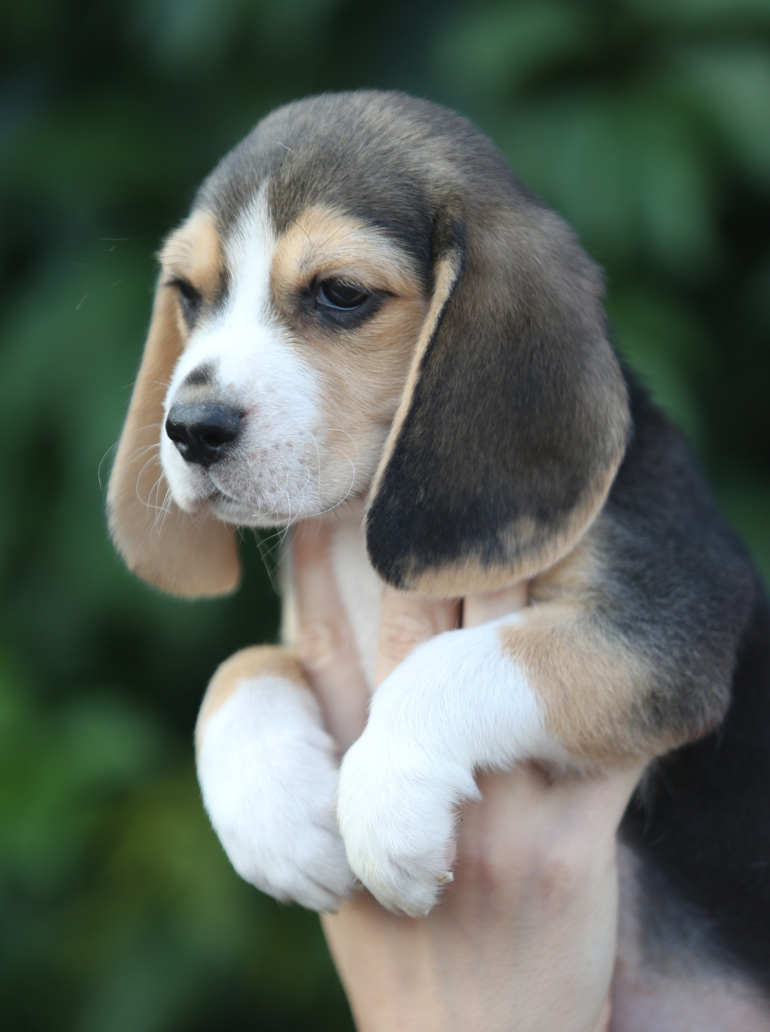 Саша і Ден. Розплідник біглей в Україні