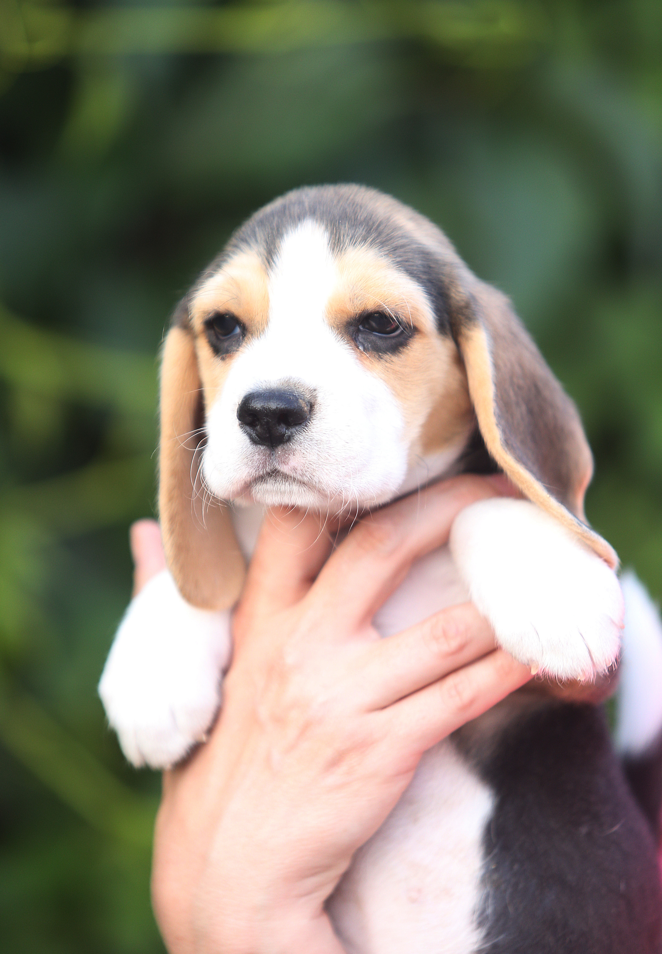 Саша і Ден. Розплідник біглей в Україні