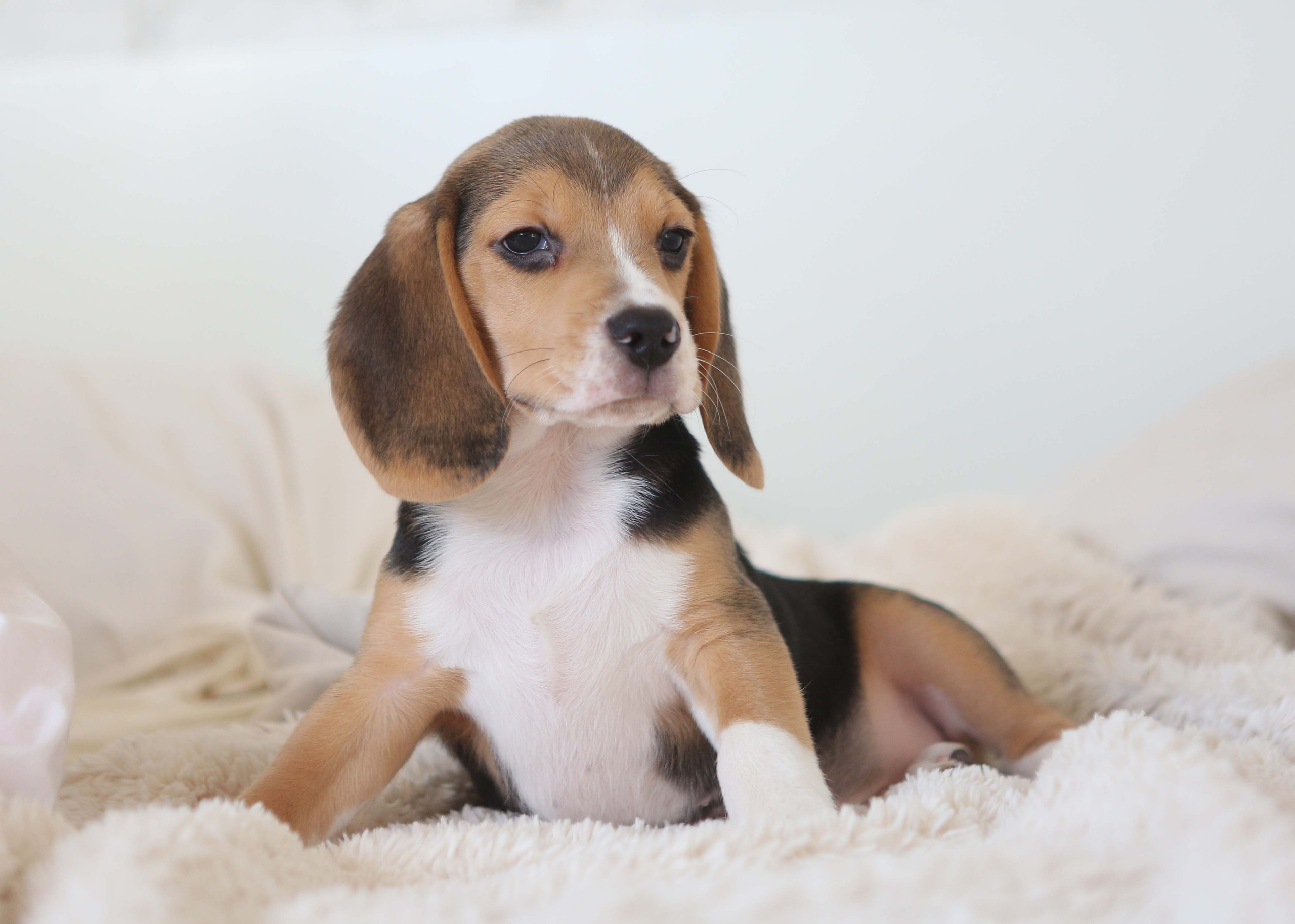 Єрик+Перік. Розплідник біглей в Україні