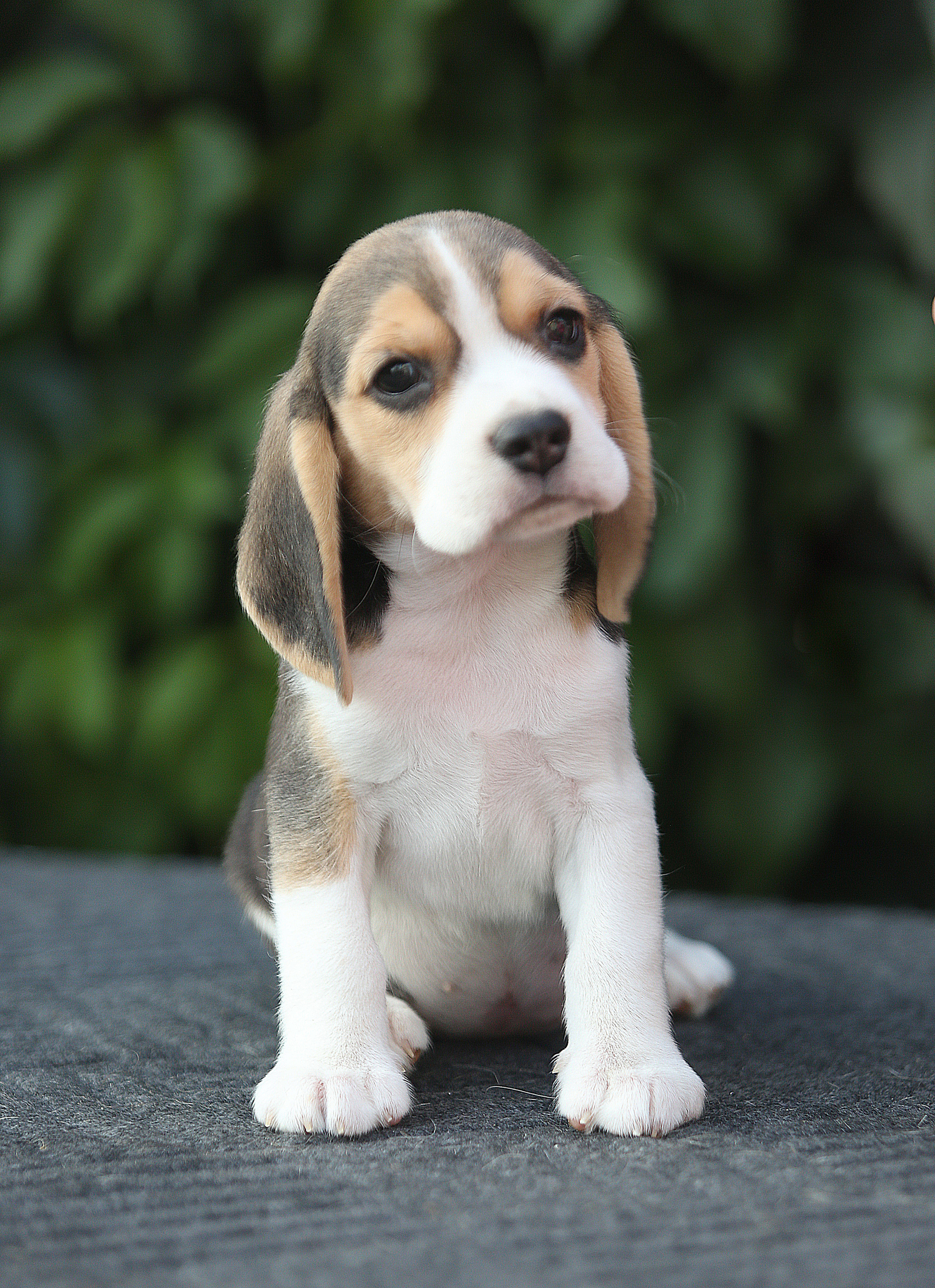 Саша і Ден. Розплідник біглей в Україні