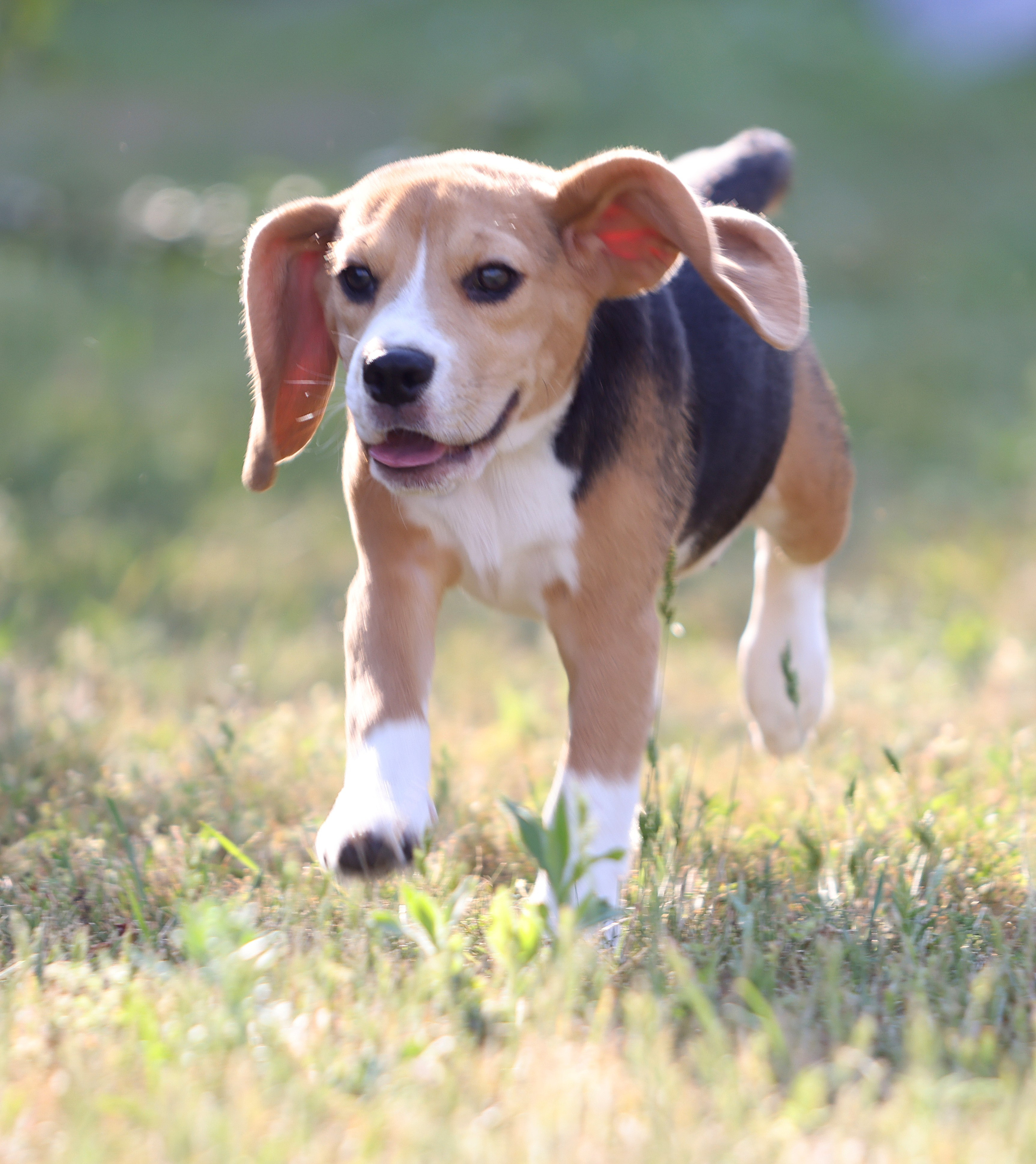 Фіона. Питомник биглей Selesta’s Dreams