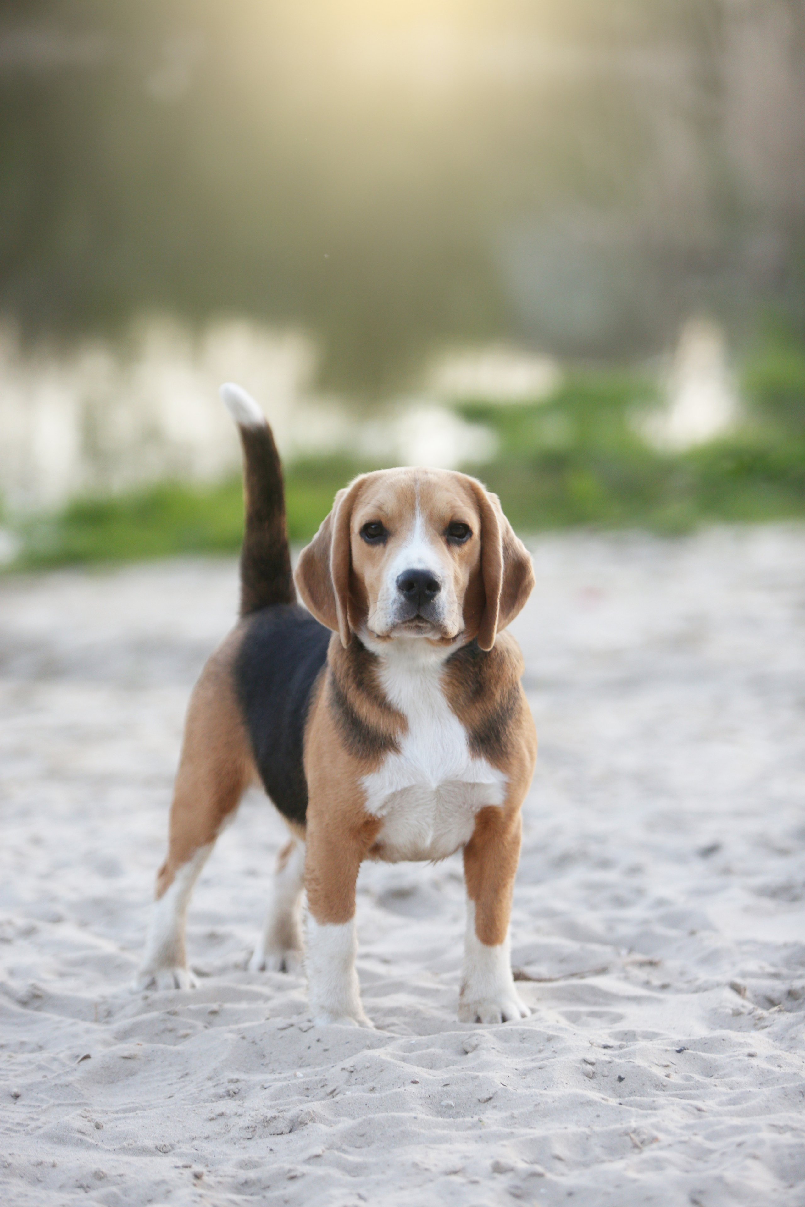 Джони. Питомник биглей Selesta’s Dreams