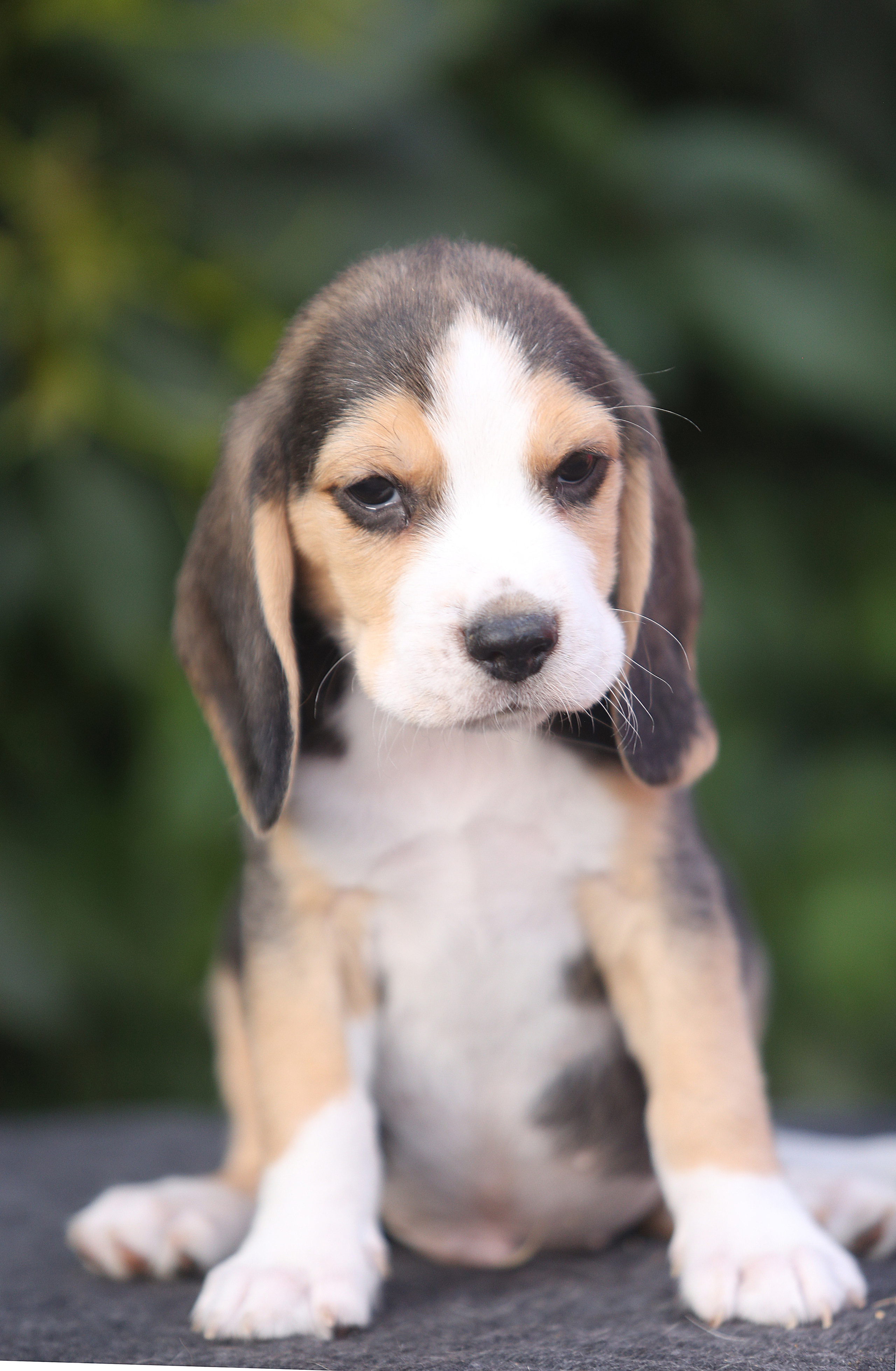 Саша і Ден. Розплідник біглей в Україні