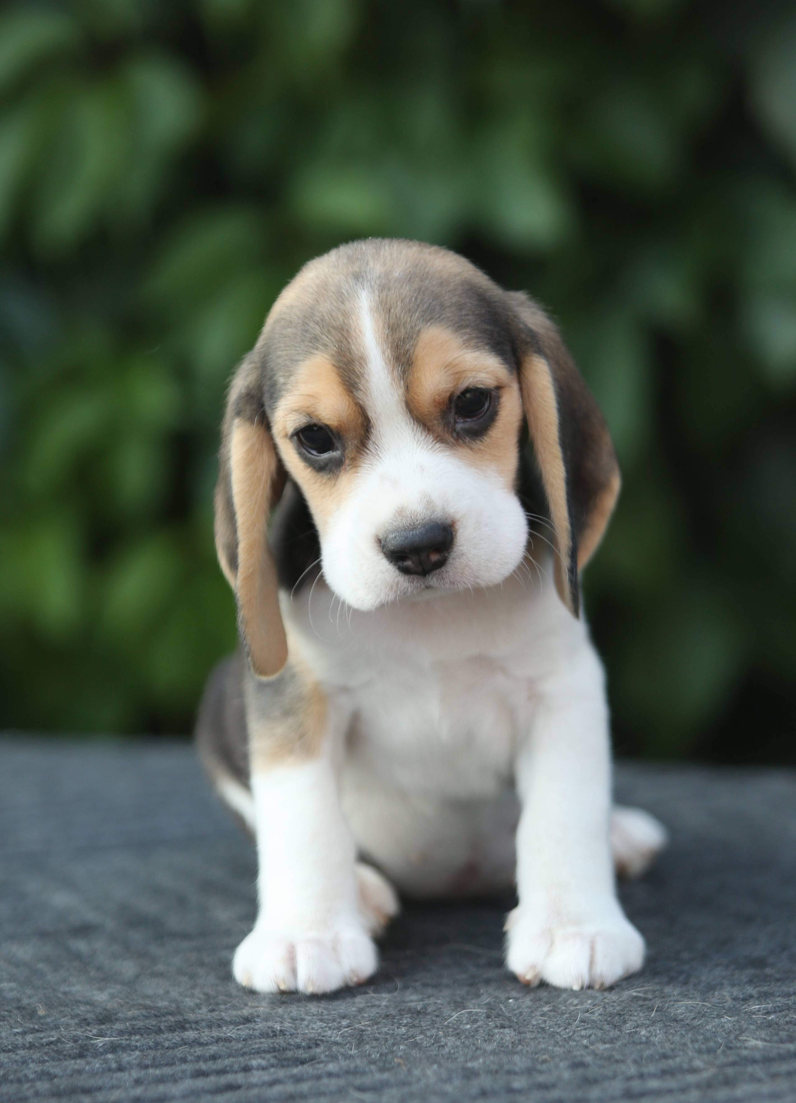 Саша і Ден. Розплідник біглей в Україні