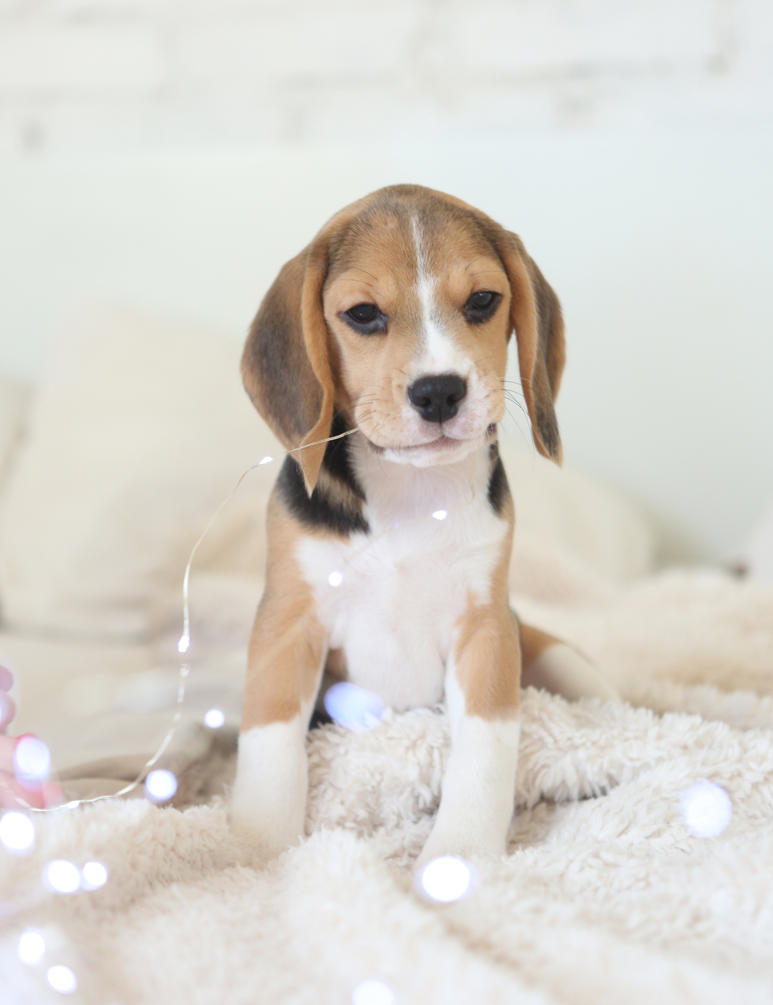 Єрик+Перік. Розплідник біглей в Україні