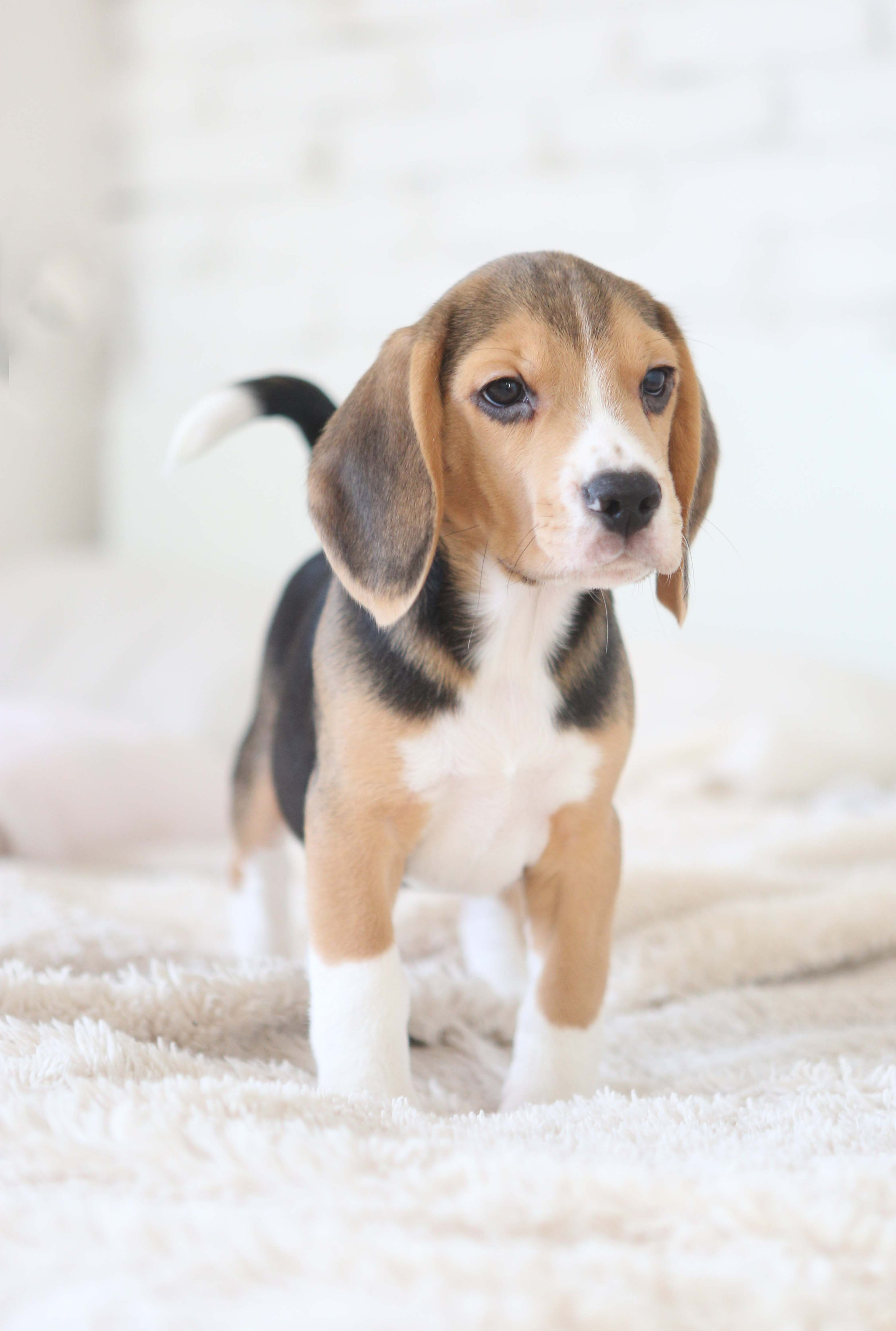 Єрик+Перік. Розплідник біглей в Україні