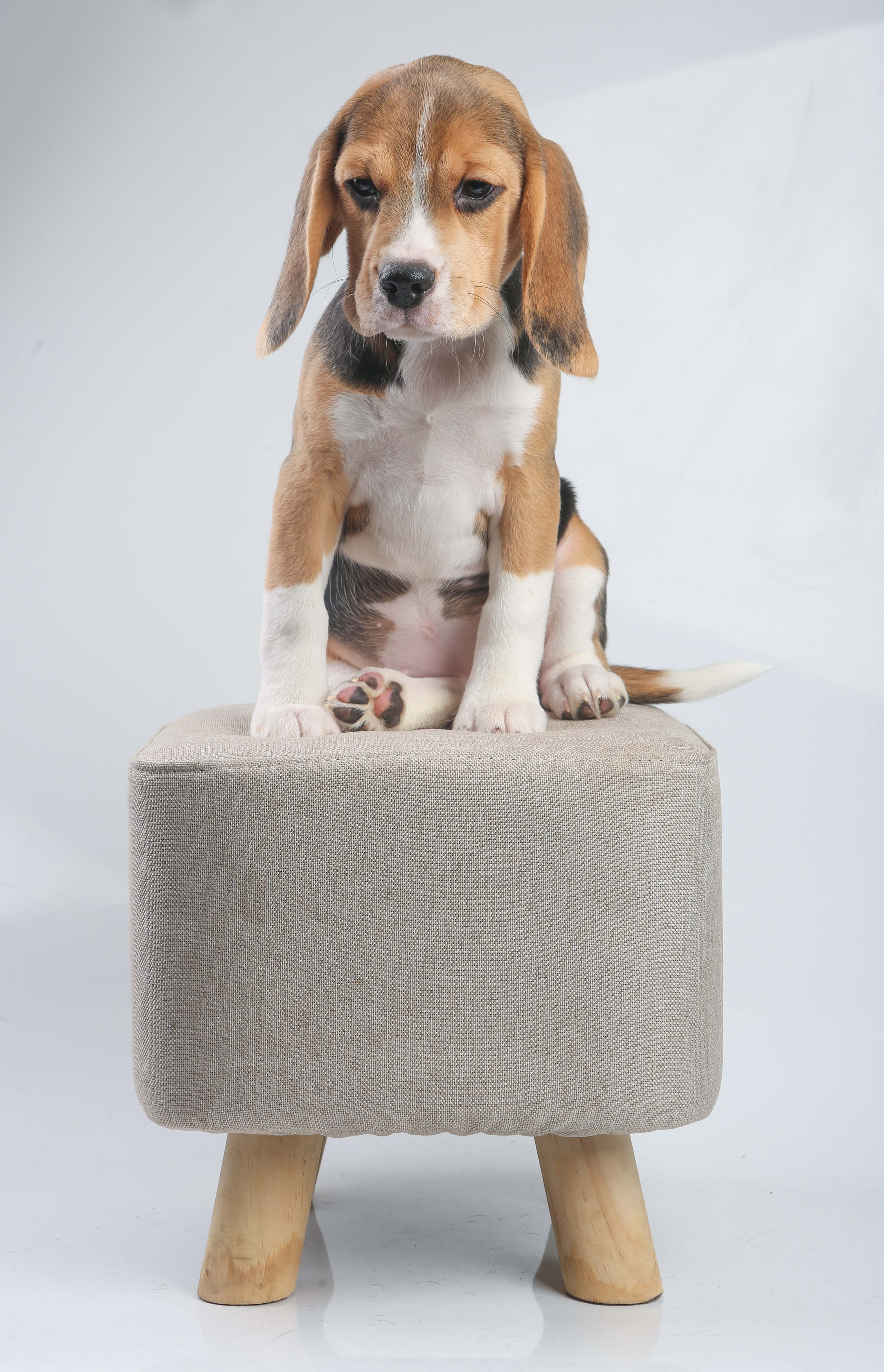 Єрик+Перік. Розплідник біглей в Україні